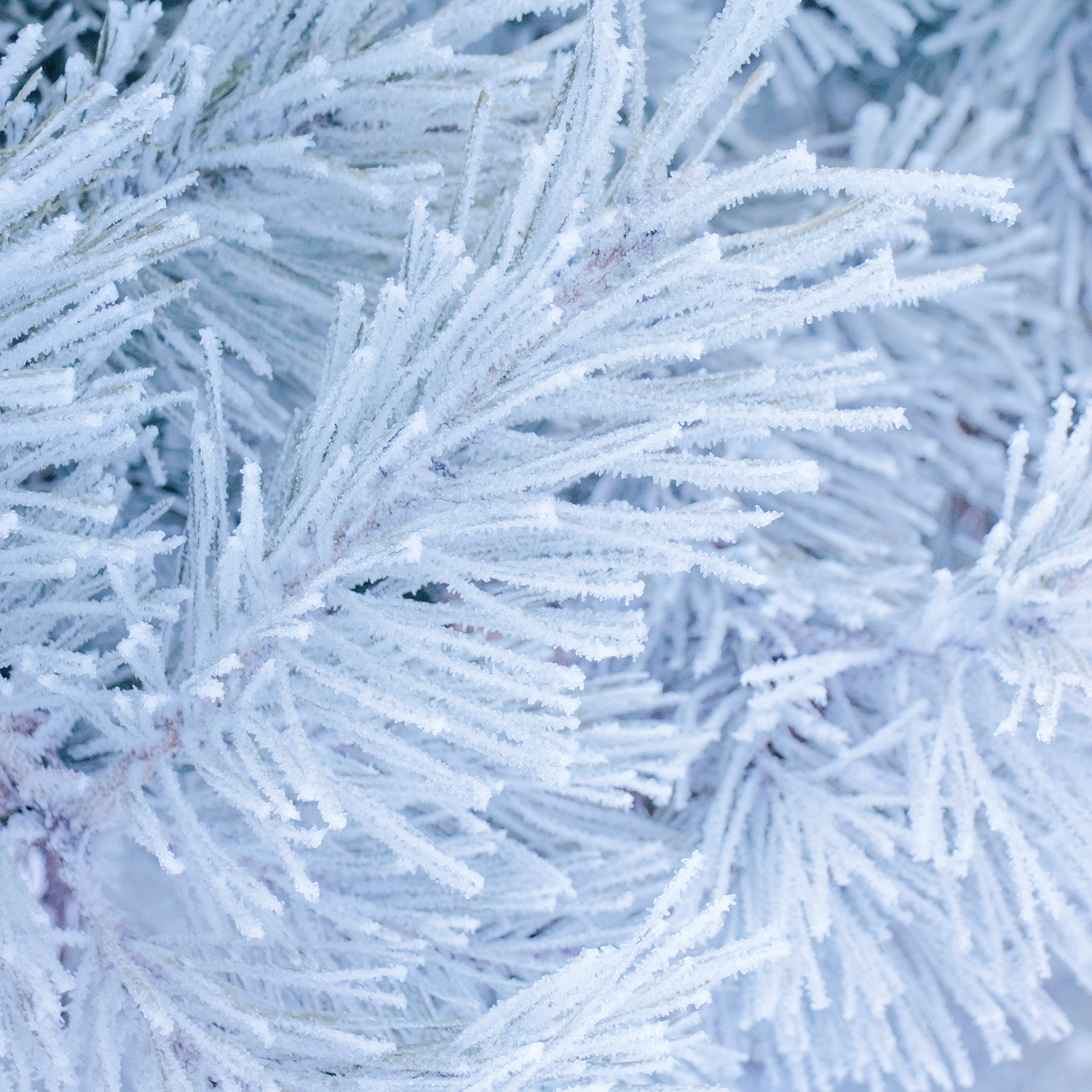 Close-up of pine branches coated in thick white frost, echoing the crisp aroma of Tuscany Candle® SEASONAL Merry: Morning Dew & Birch Scented Holiday Wooden Wick Candle (13 oz).