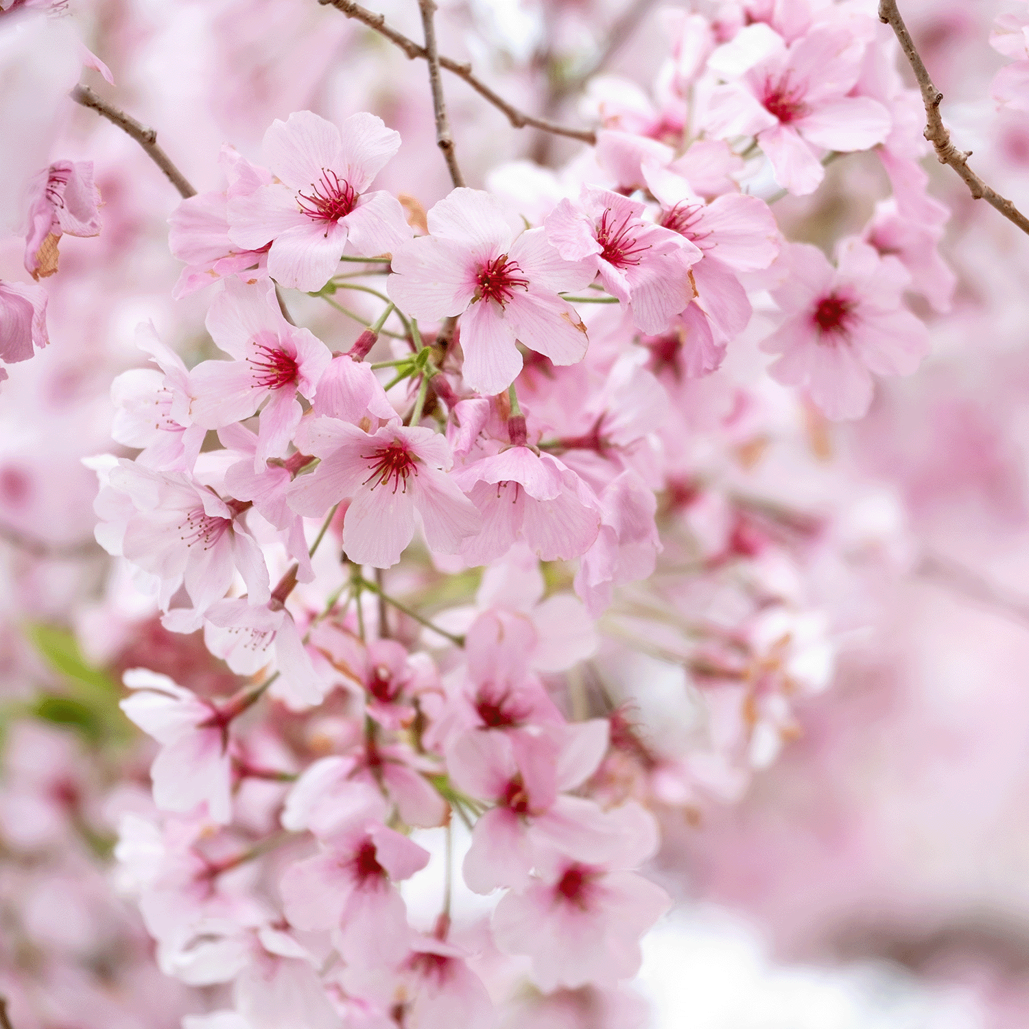 Close-up of pink cherry blossoms in full bloom, inspiring the Tuscany Candle® SEASONAL Love Blooms: Cherry Blossom Scented Valentine’s Candle (14 oz), perfect for a romantic, floral fragrance experience.
