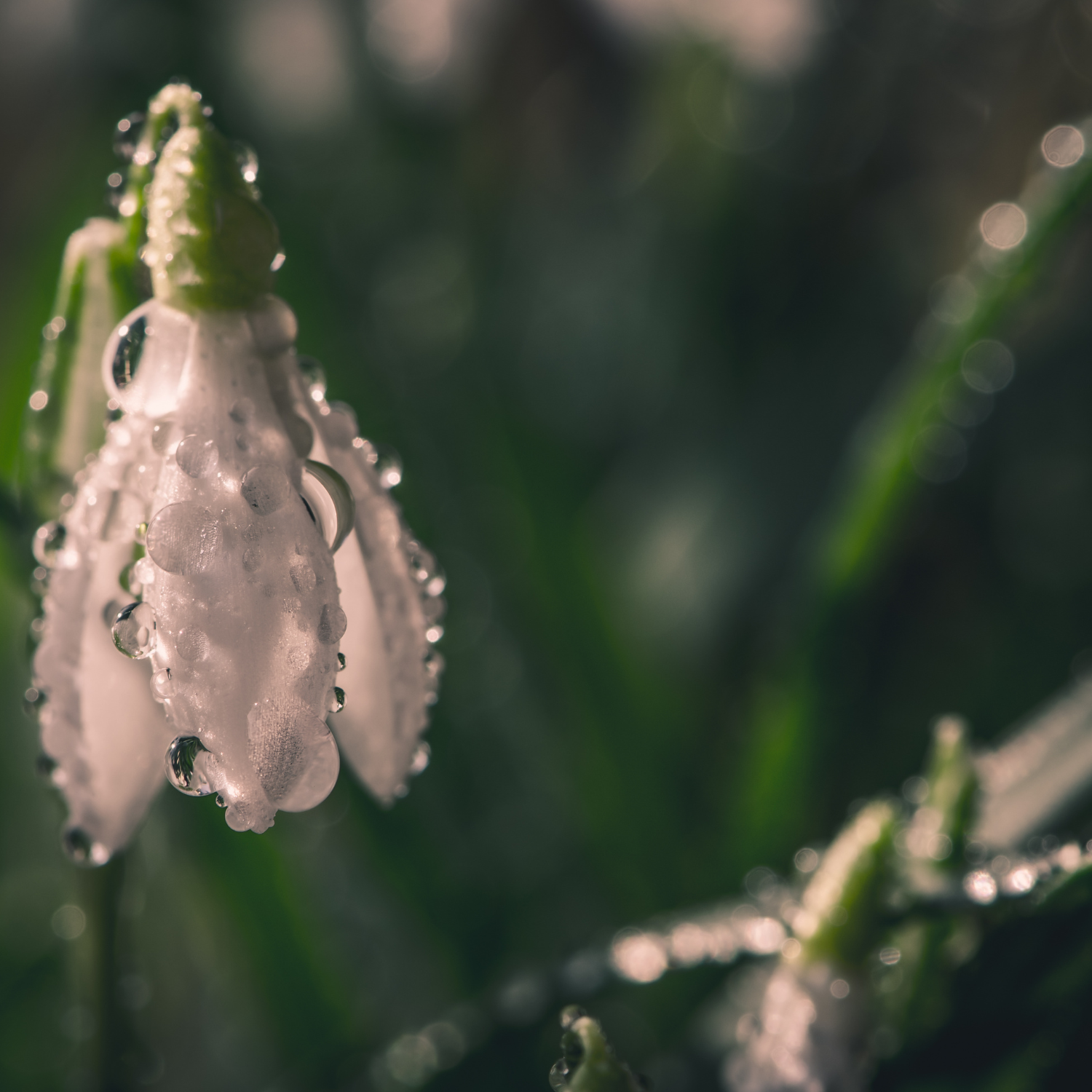 A close-up of a dewy white flower inspires our Tuscany Candle® EVD Lakeside Rain Scented Jar Candle (10 oz) – Farmhouse Collection, perfect for adding a refreshing farmhouse touch to your home.