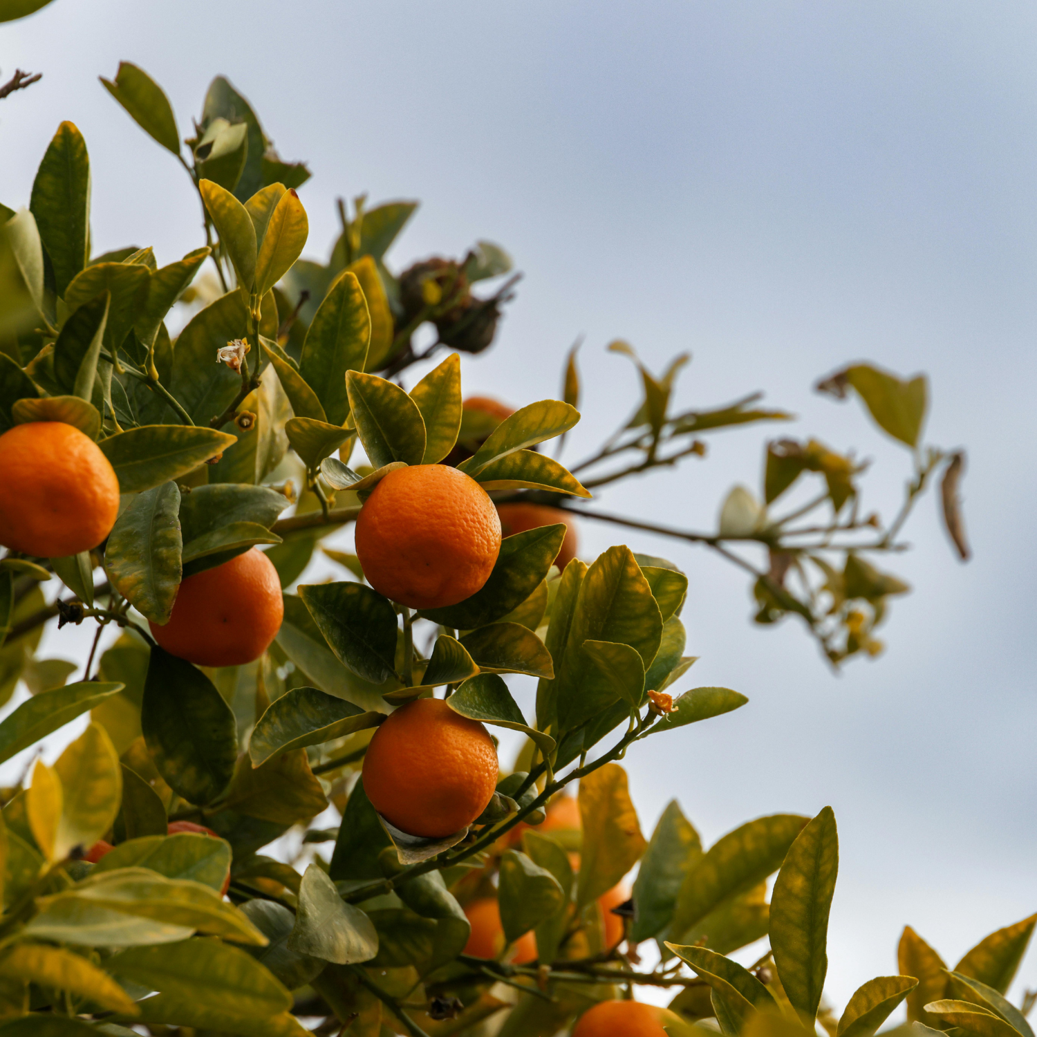 Oranges on a leafy tree beneath a cloudy sky evoke the refreshing scent of the Magnolia Scented Jar Candle (10 oz) from Tuscany Candle® EVD’s Farmhouse Collection—ideal for bringing farmhouse charm to your home.