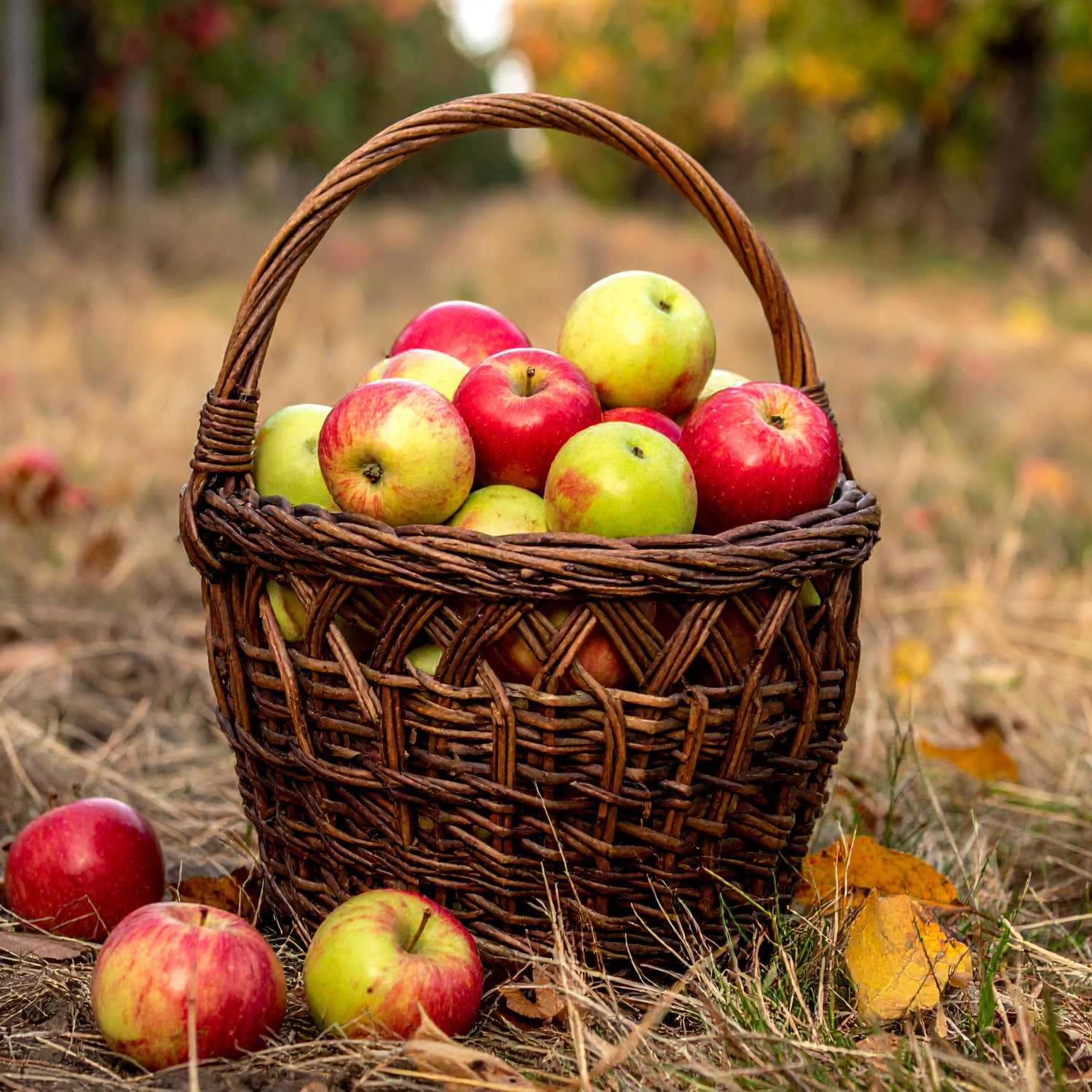 A woven basket of apples rests on dry grass beside the Tuscany Candle® EVD Crisp Apple Scented Jar Candle (10 oz) – Farmhouse Collection, evoking the fresh aroma of orchard-picked fruit.