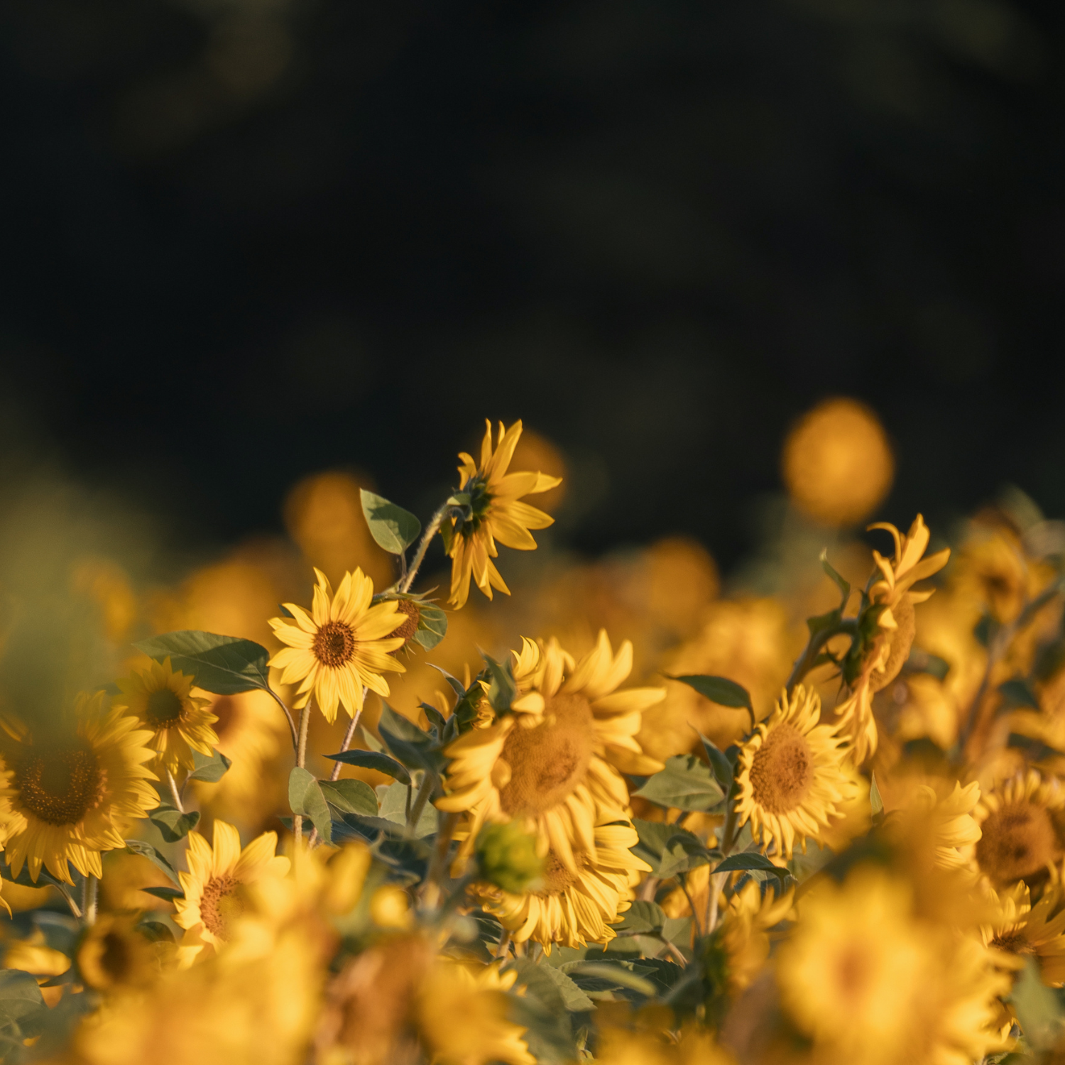 A field of yellow sunflowers in bloom, bathed in sunlight against a blurred backdrop—just like the warm glow of our Tuscany Candle® EVD Porchside Blossoms Scented Jar Candle (10 oz) from the Farmhouse Collection.