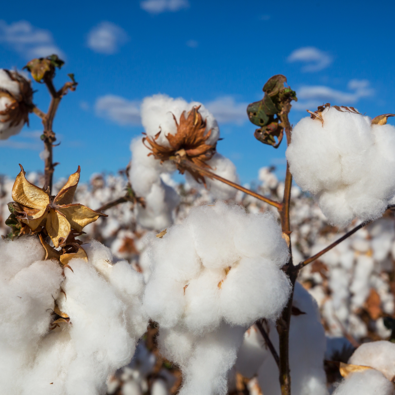 Close-up of cotton plants with white bolls and brown leaves under a blue sky—ideal for farmhouse décor or to pair with your Wildflowers Scented Jar Candle (10 oz) from Tuscany Candle® EVD Farmhouse Collection.