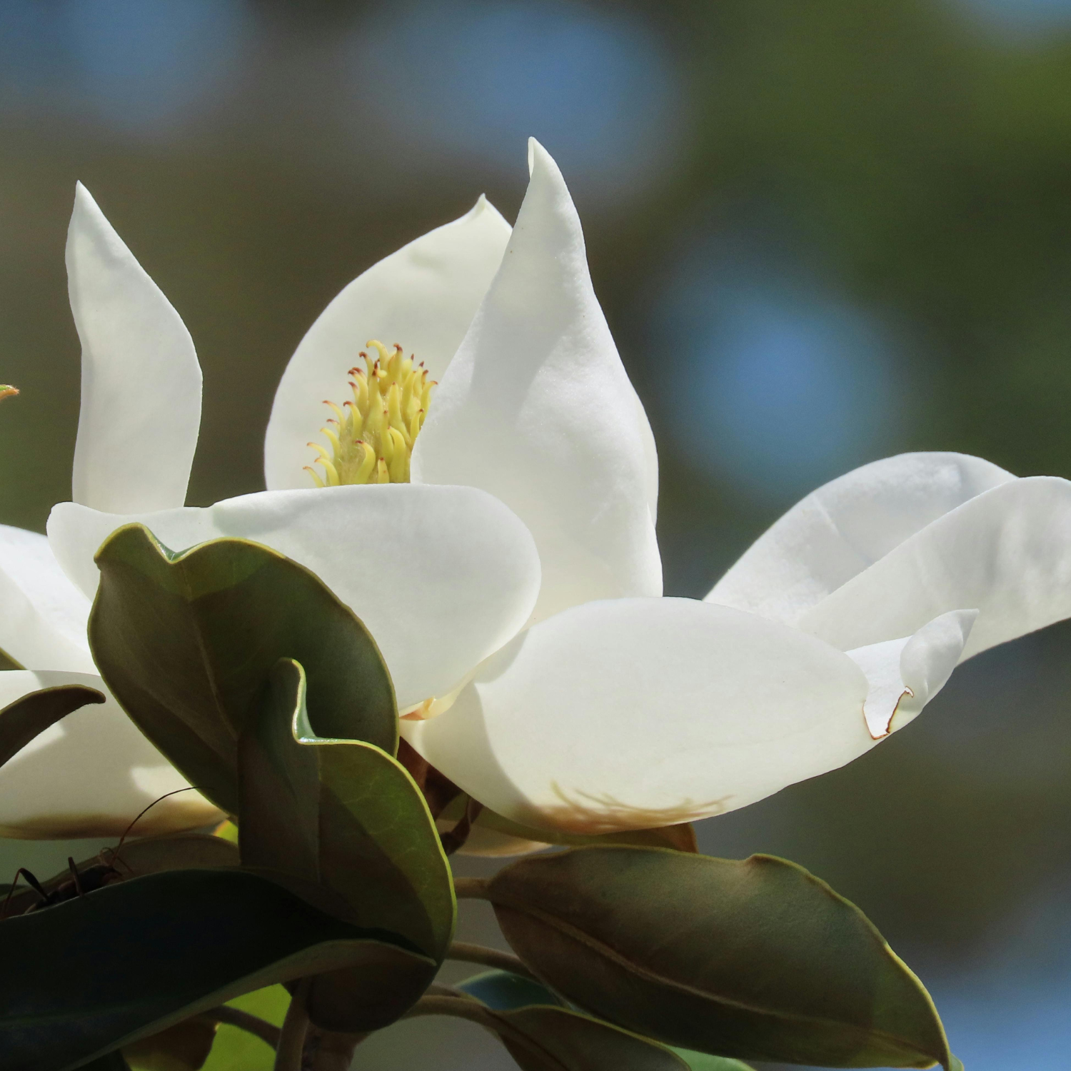 Close-up of a blooming white magnolia with green leaves, evoking the fresh aroma of Tuscany Candle® EVD’s Berry Garden Scented Jar Candle (10 oz) – Farmhouse Collection, featuring notes of blackberry and magnolia against a blurred outdoor backdrop.