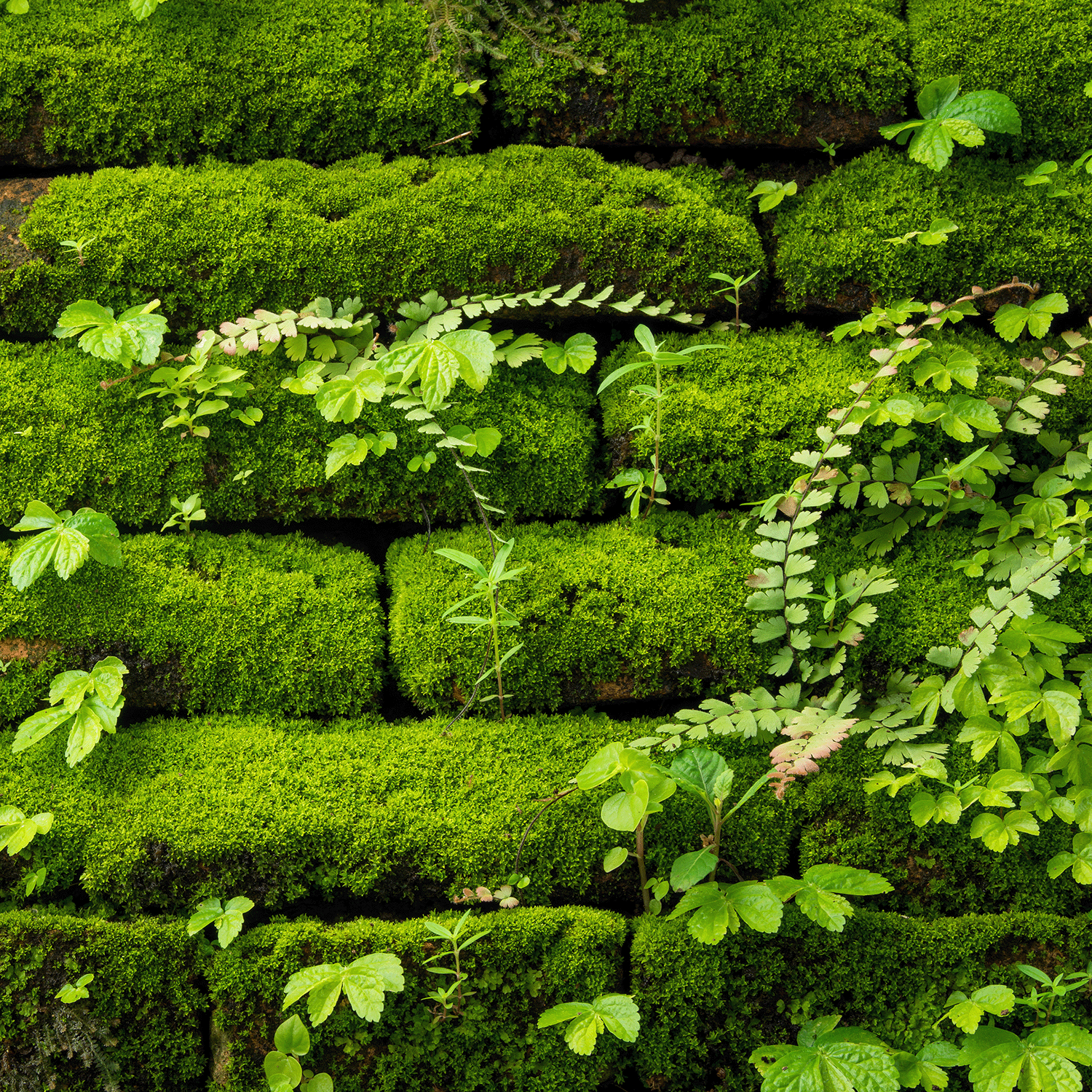 Green moss and small plants grow between stacked bricks, creating a lush, natural look—like Tuscany Candle® SEASONAL’s Wild Daydreams: Freesia & Rose Scented Spring Wax Melt (2.5 oz) filling the air with fresh, earthy scents.