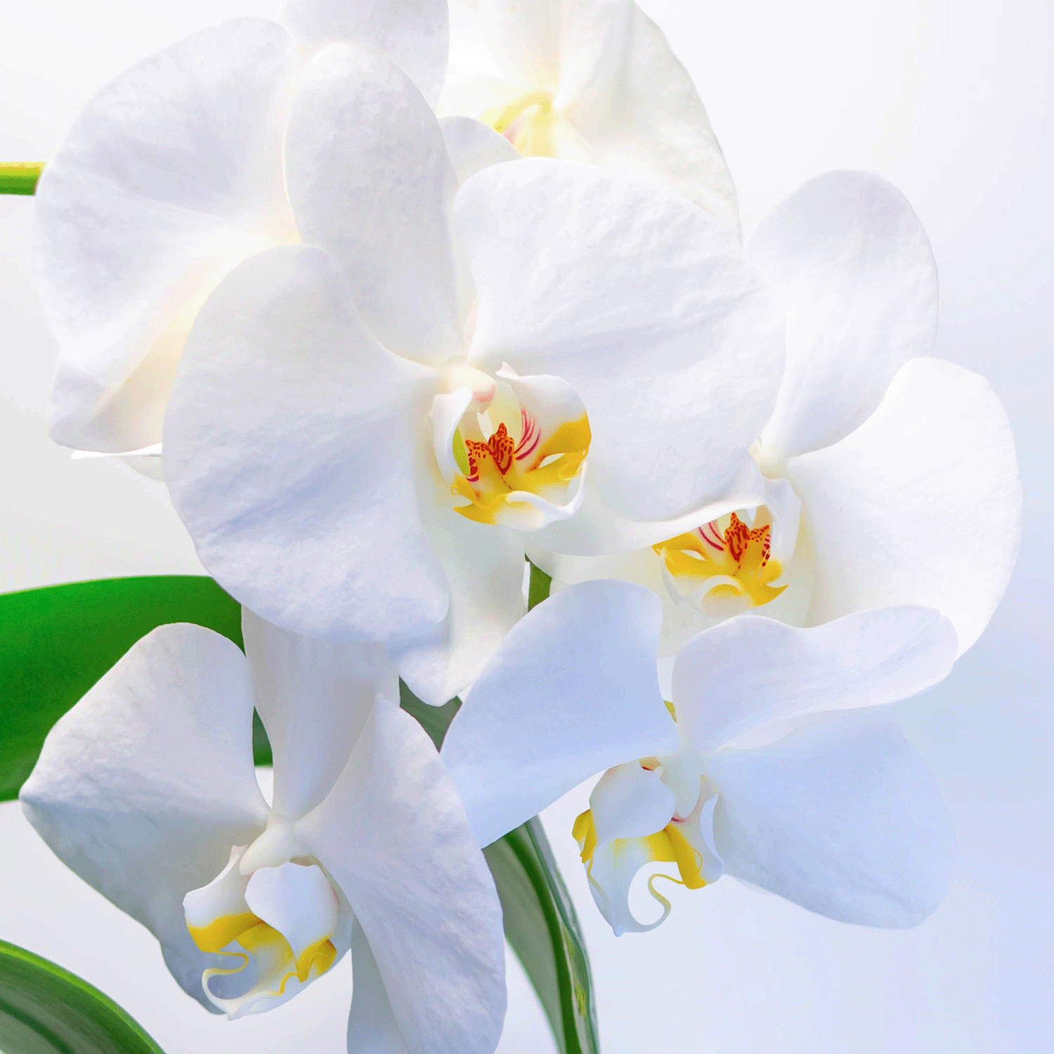 Close-up of white orchids with yellow and red centers and green leaves, beautifully reflecting the calm ambiance of Tuscany Candle® SEASONAL’s Seaside Orchid: Sea Breeze & Coastal Blooms Scented Spring Candle (18 oz).