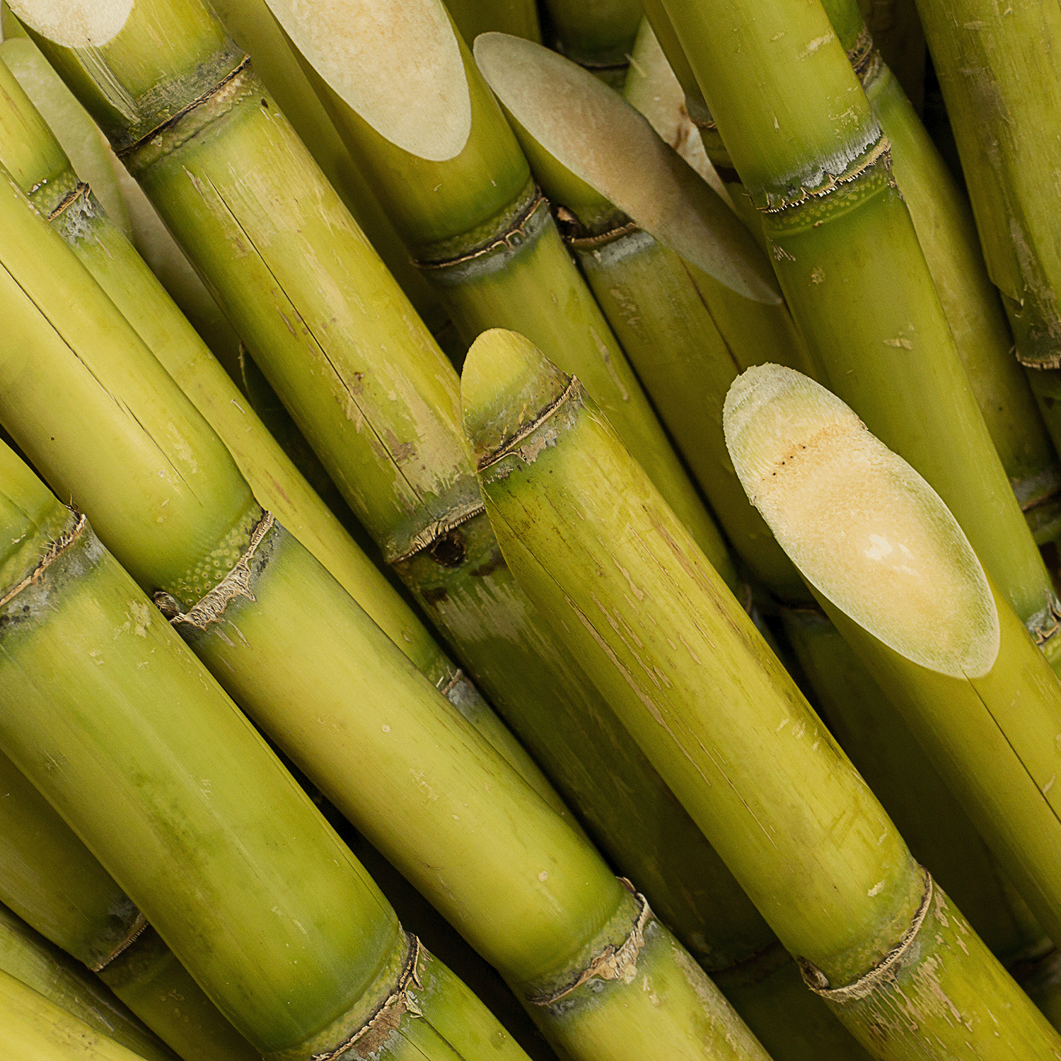 A close-up of green sugarcane stalks, their fresh cut ends recalling the sweet, vibrant aroma of Tuscany Candle® SEASONAL's Mango Meringue: Orange & Sugar Cane Scented Spring Candle (18 oz).