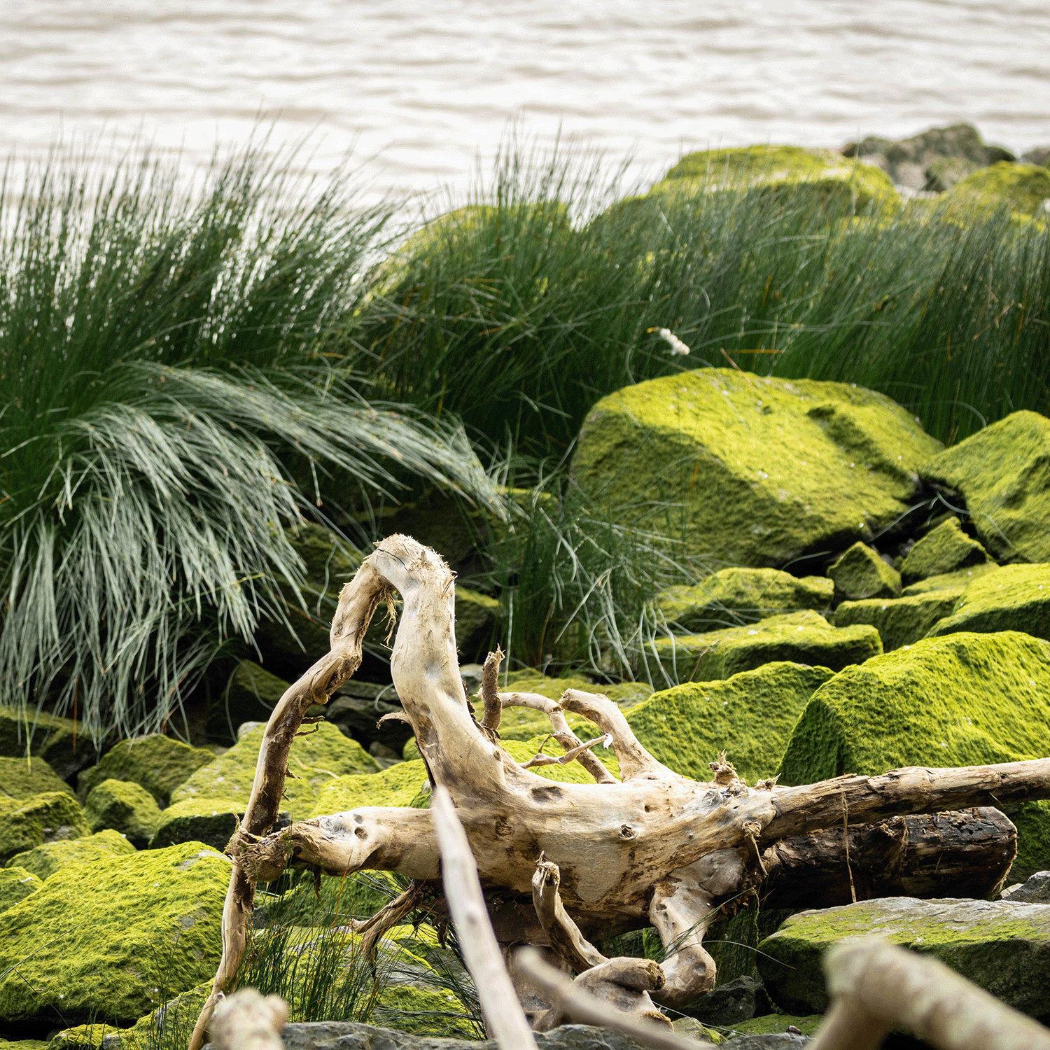 Driftwood rests on mossy rocks as tall grass sways nearby—a scene captured by Tuscany Candle® SEASONAL’s Blue Sea: Sea Salt & Kelp Scented Spring Candle (14 oz), an ocean-inspired home fragrance.