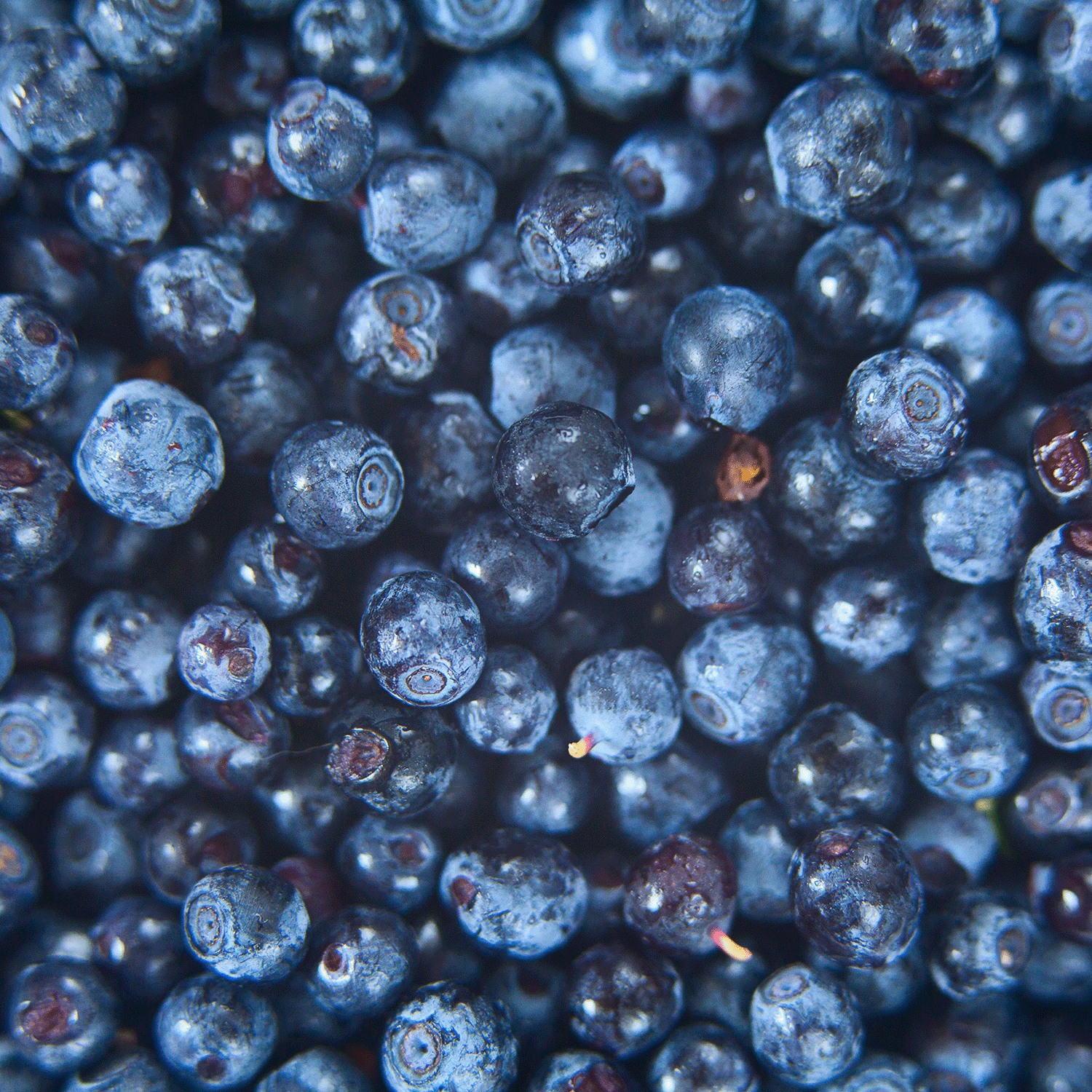 A close-up of fresh blueberries with blue and purple hues inspires the Tuscany Candle® SEASONAL Wild Berry Crush: Blueberry & Lemon Scented Summer Candle (12 oz)—perfect for summer vibes.