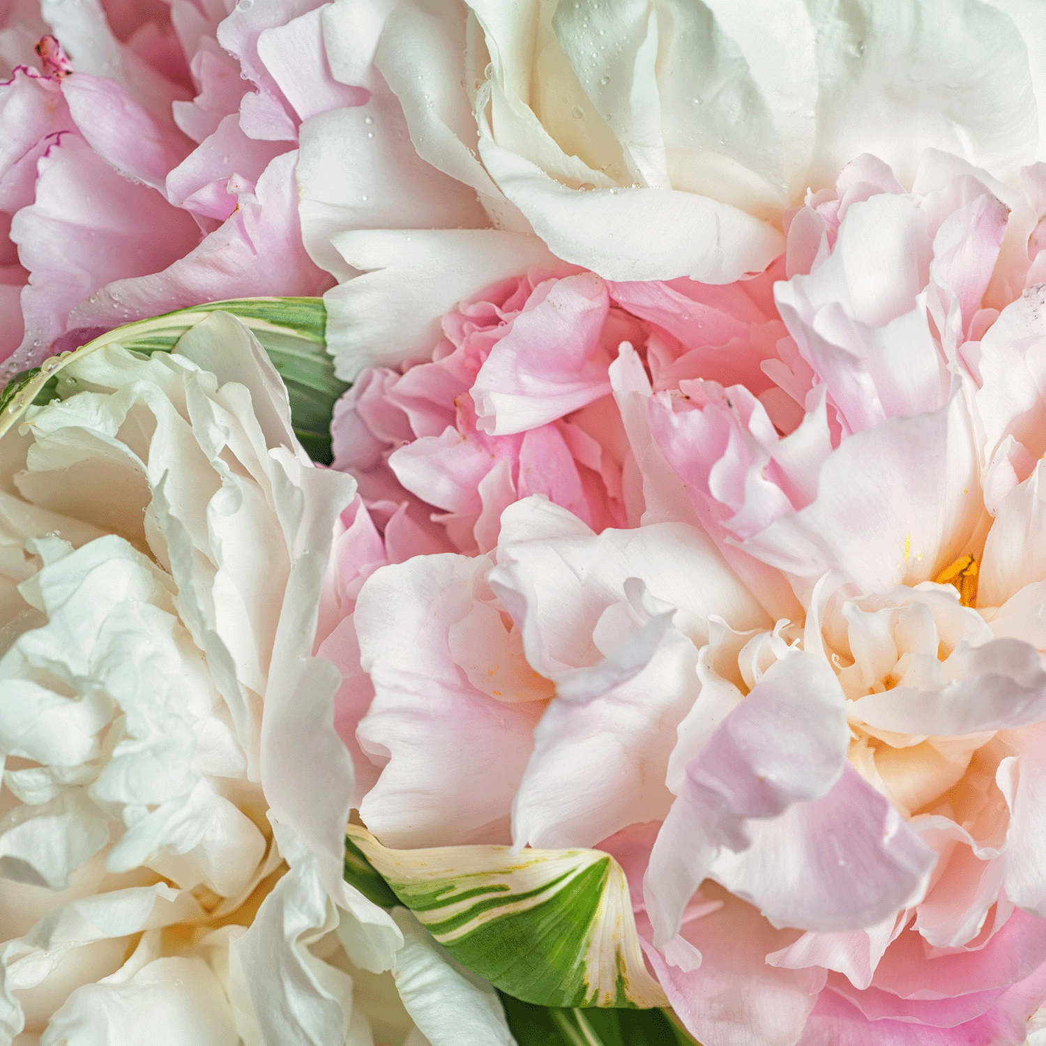 Close-up of white and pale pink peonies with green leaves—delicate petals inspire the Flower Market: Peony & Rose Scented Spring Candle (14 oz) from Tuscany Candle® SEASONAL’s Dreamy Destinations Collection.