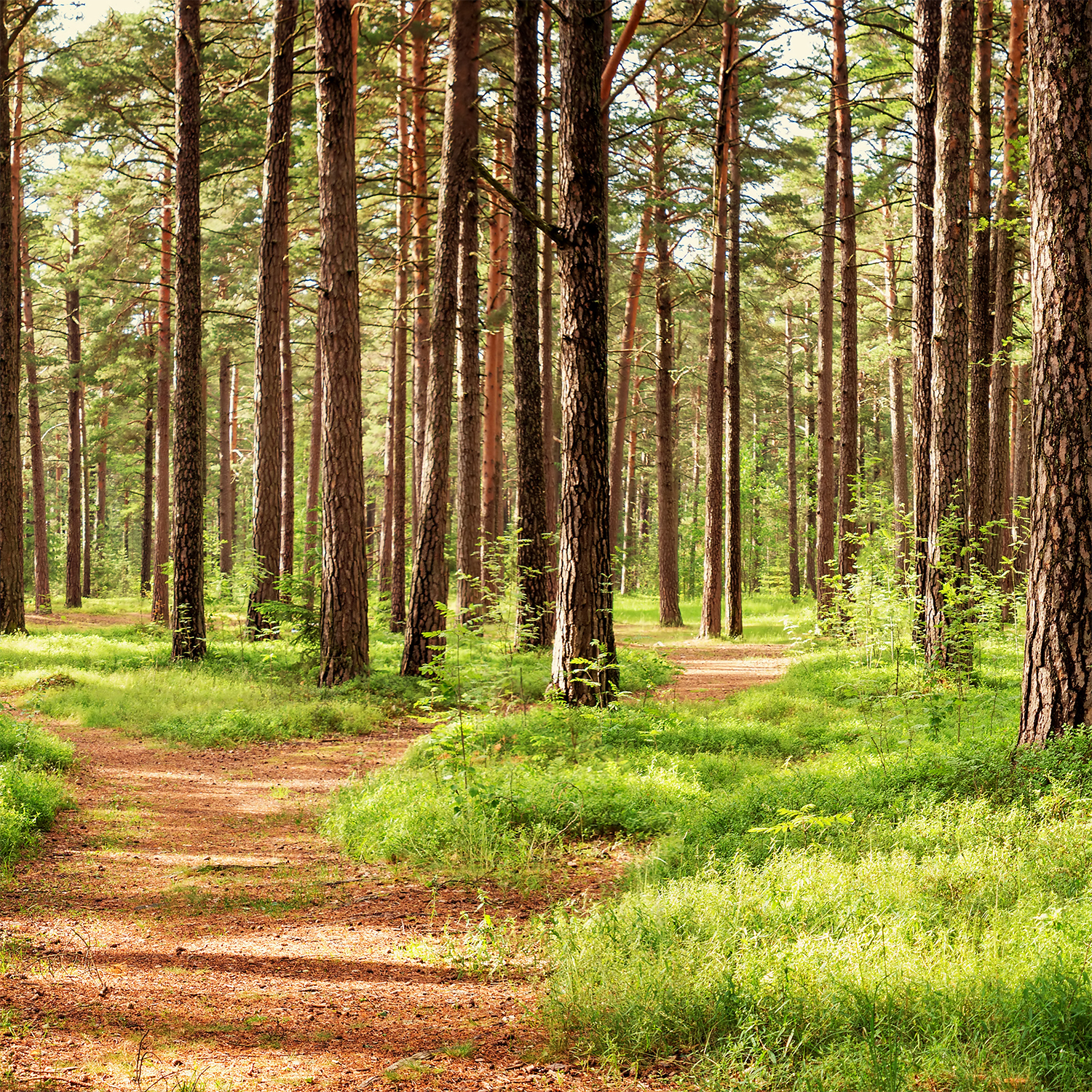 A sunlit forest with tall pines and winding dirt paths through green grass, evoking the rich aroma of Tuscany Candle® SEASONAL's Independence: Mahogany & Suede Scented Summer Candle (14 oz).
