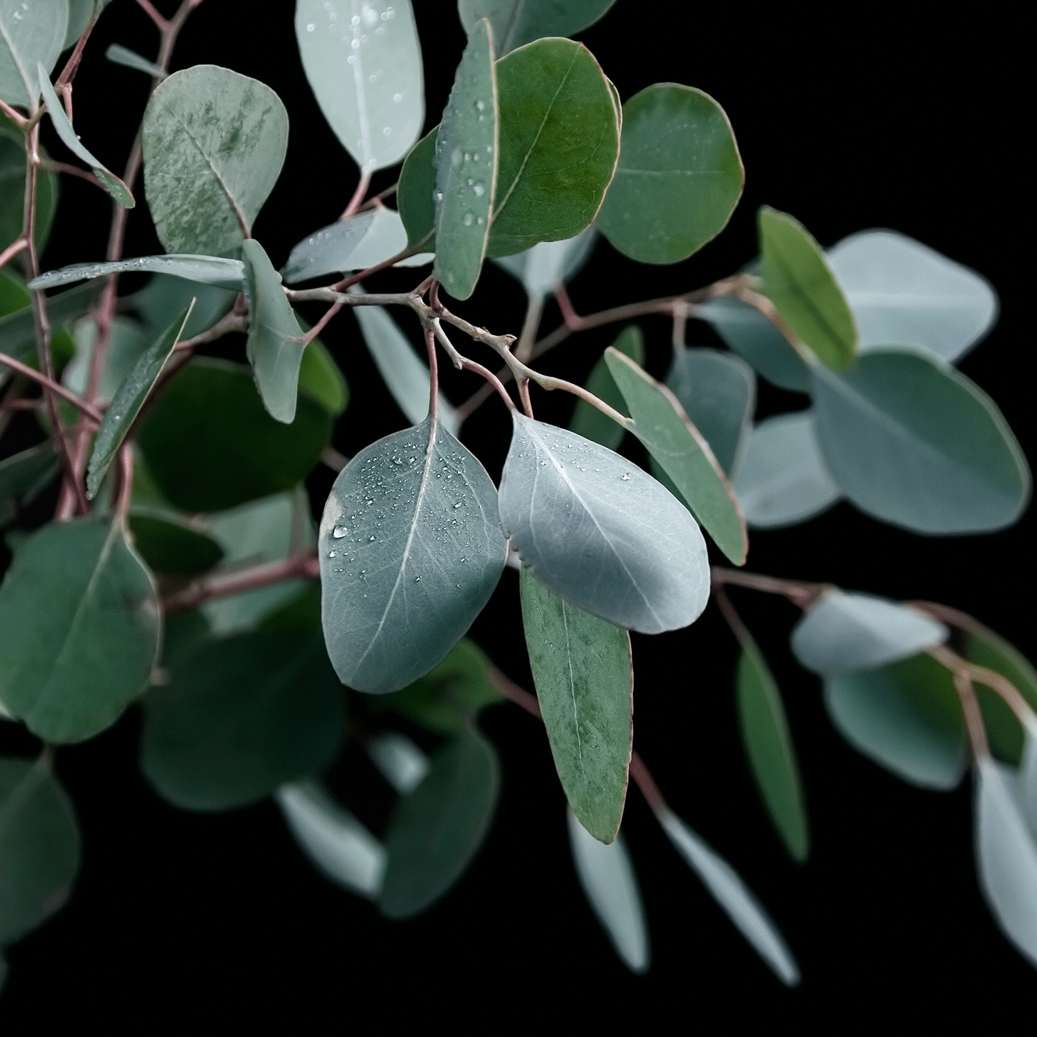 A close-up of Tuscany Candle® SEASONAL’s Phantom Smoke: Eucalyptus & Vanilla Scented Halloween Wax Melt (2.5 oz), featuring eucalyptus branches with green and silver leaves, some adorned with water droplets, set against a black background.
