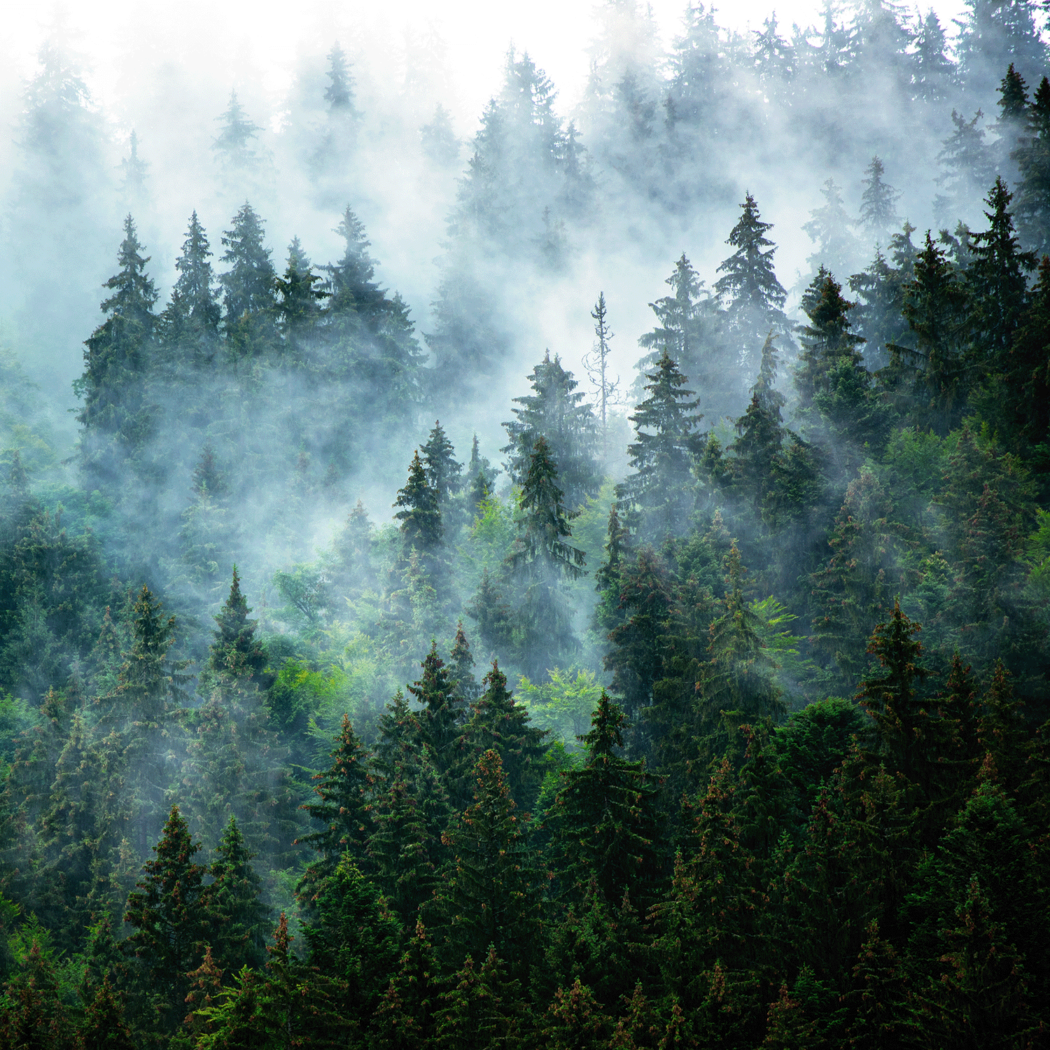Immerse yourself in the atmospheric allure of Phantom Smoke: Eucalyptus & Vanilla Scented Halloween Wax Melt by Tuscany Candle® SEASONAL (2.5 oz), where cool, misty aromatics evoke dense evergreen forests draped in swirling fog. Subtle light notes filter through layers of eucalyptus and smooth vanilla, highlighting fresh shades of green for an enchantingly mysterious effect.