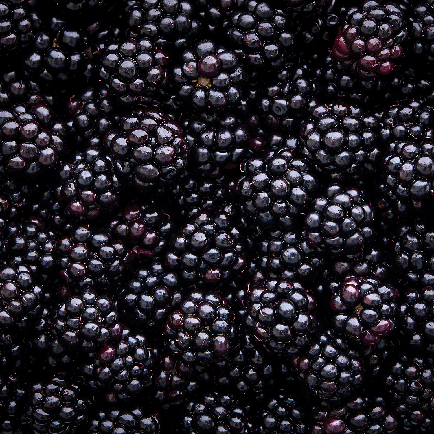 Close-up view of the 14 oz Booquet Berries: Blackberry & Cassis Scented Halloween Candle by Tuscany Candle® SEASONAL filling the entire frame.