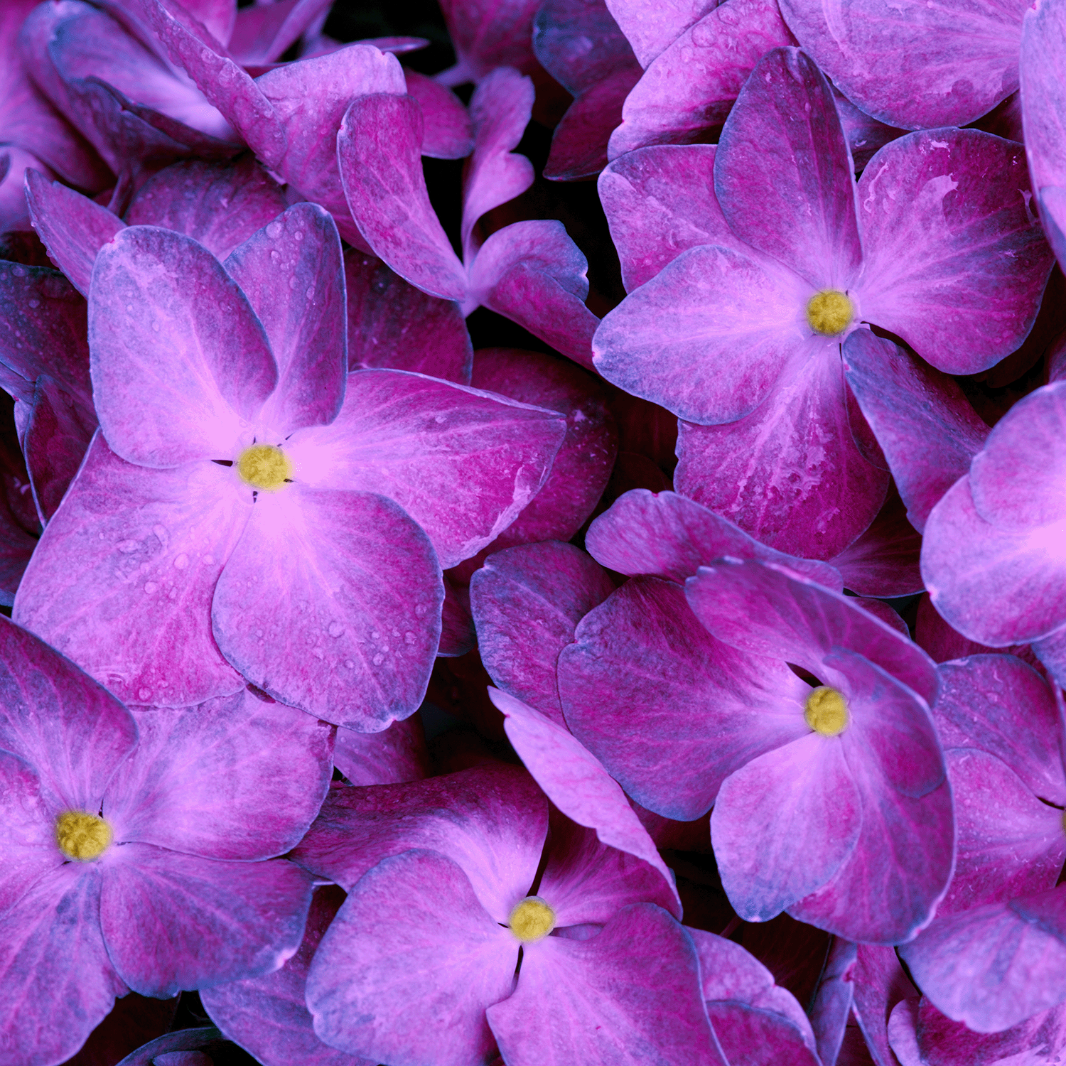 Close-up of the 14 oz Tuscany Candle® SEASONAL “Booquet Berries: Blackberry & Cassis Scented Halloween Candle,” featuring a design inspired by delicate purple hydrangea petals with yellow centers and detailed accents resembling water droplets.