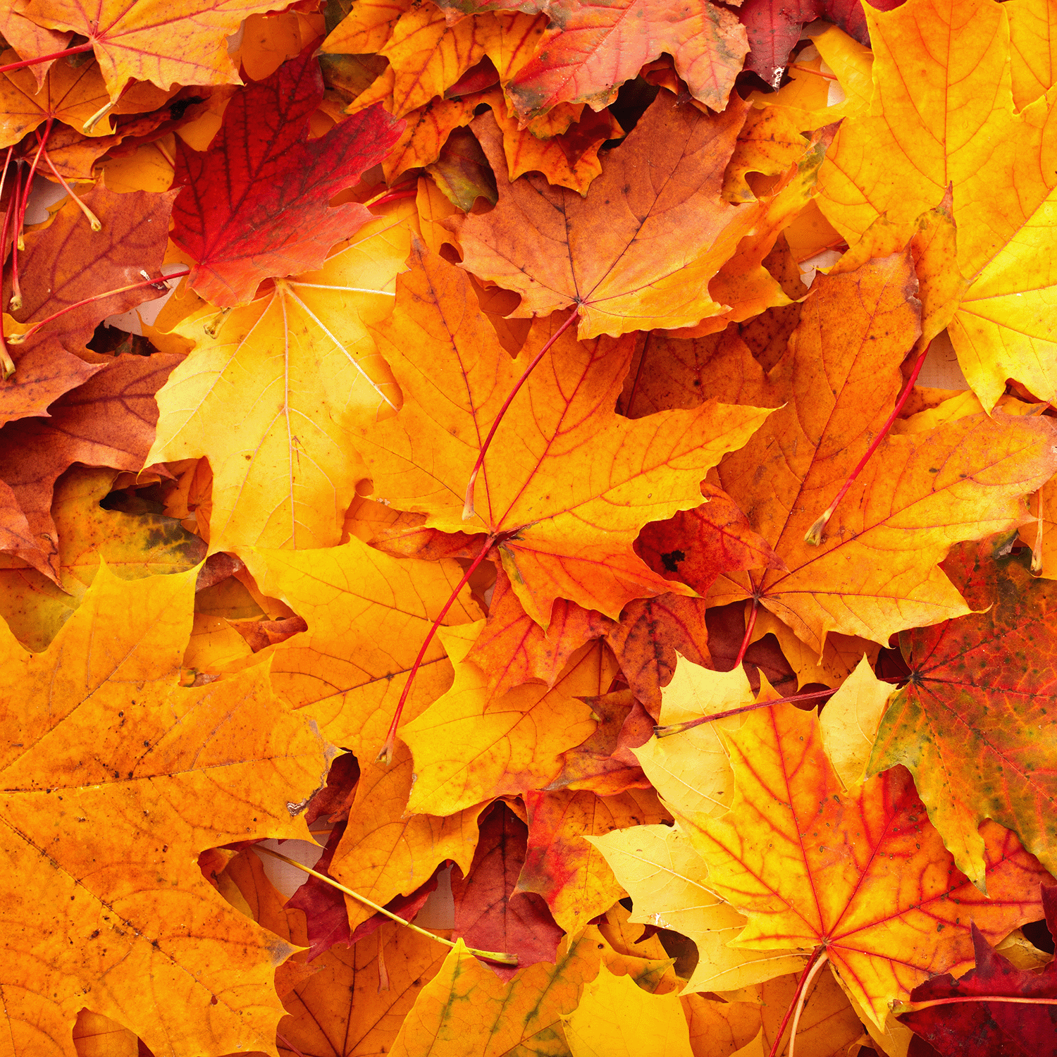 A close-up view of the Tuscany Candle® SEASONAL “Beware: Graveyard Leaves” Scented Halloween Candle (14 oz), inspired by a pile of colorful autumn maple leaves in vibrant shades of yellow, orange, and red.