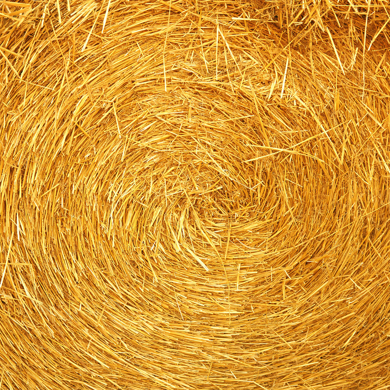 Close-up view of the circular pattern in a tightly packed round hay bale, highlighting the texture and spiral formation of dried straw—evoking the cozy essence of autumn as captured by Tuscany Candle® SEASONAL's Hickory Apple: Spiced Apple & Golden Hay Scented Fall Wax Melt (2.5 oz), which blends subtle apple notes with the comforting aroma of golden hay.