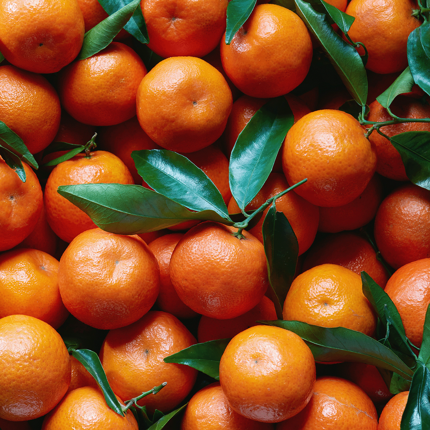 A pile of fresh, whole mandarins with bright orange skin and green leaves attached evokes the cozy essence found in Tuscany Candle® SEASONAL's Fallen Amber: Mandarin & Oak Scented Fall Candle (14 oz).