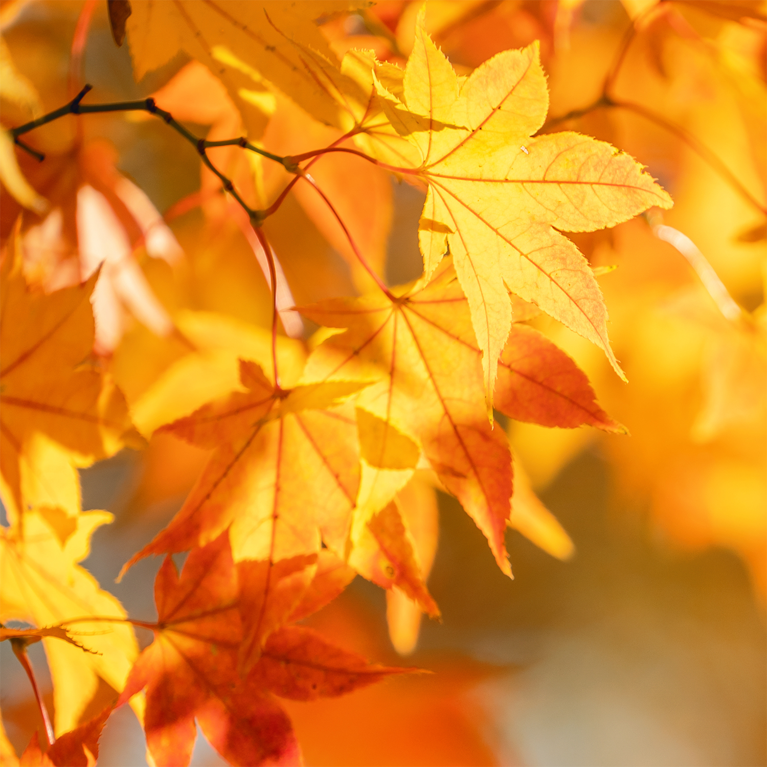Close-up of yellow and orange autumn leaves on tree branches, with sunlight creating a warm glow and soft shadows in the background—evoking the cozy atmosphere inspired by Tuscany Candle® SEASONAL's Copper Leaves®: Acorns & Crushed Leaves Scented Fall Candle (18 oz) filling your space with the inviting fragrance of autumn.