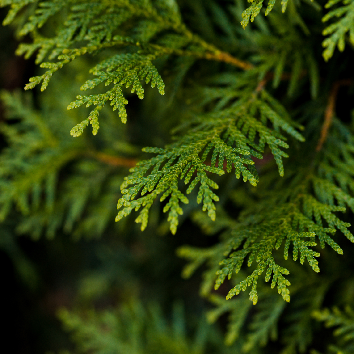 Close-up of green cedar branches with intricate, needle-like leaves, highlighting their detailed texture and organic patterns—perfectly capturing the inspiration behind Tuscany Candle® SEASONAL's "Wooded Wilderness: Evergreen & Cedar Scented Fall Wooden Wick Candle" (14.5 oz), a woodsy candle infused with the essence of fall.