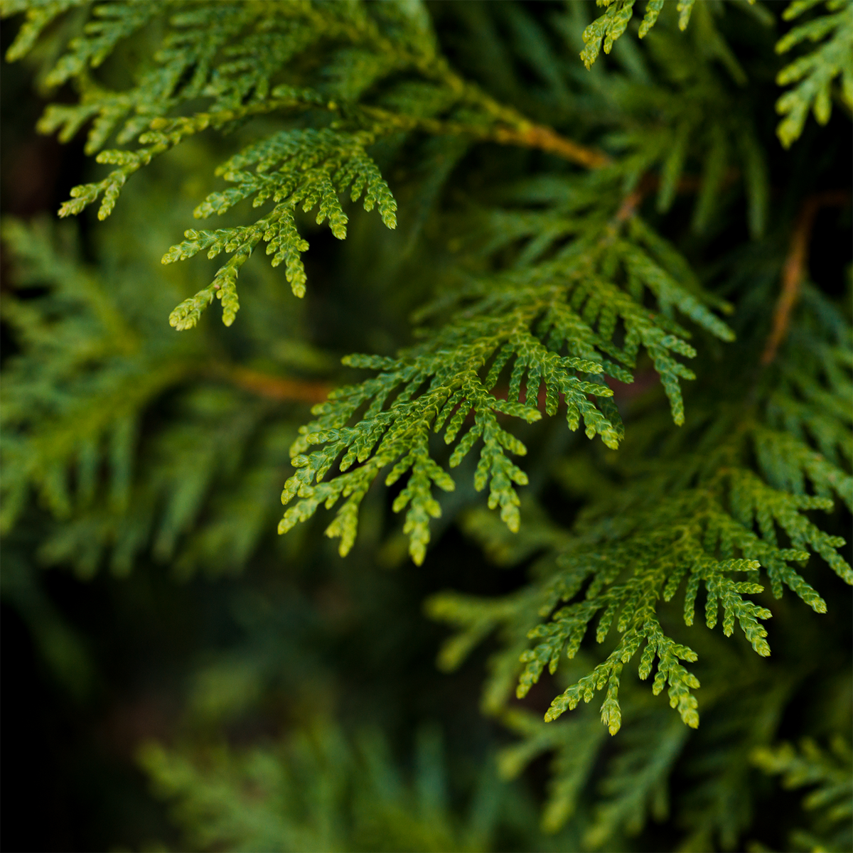 Close-up of vibrant green cedar or pine evergreen branches featured in the Bayberry Wishes: Bayberries & Pine Scented Holiday Wax Melt (2.5 oz) by Tuscany Candle® SEASONAL.