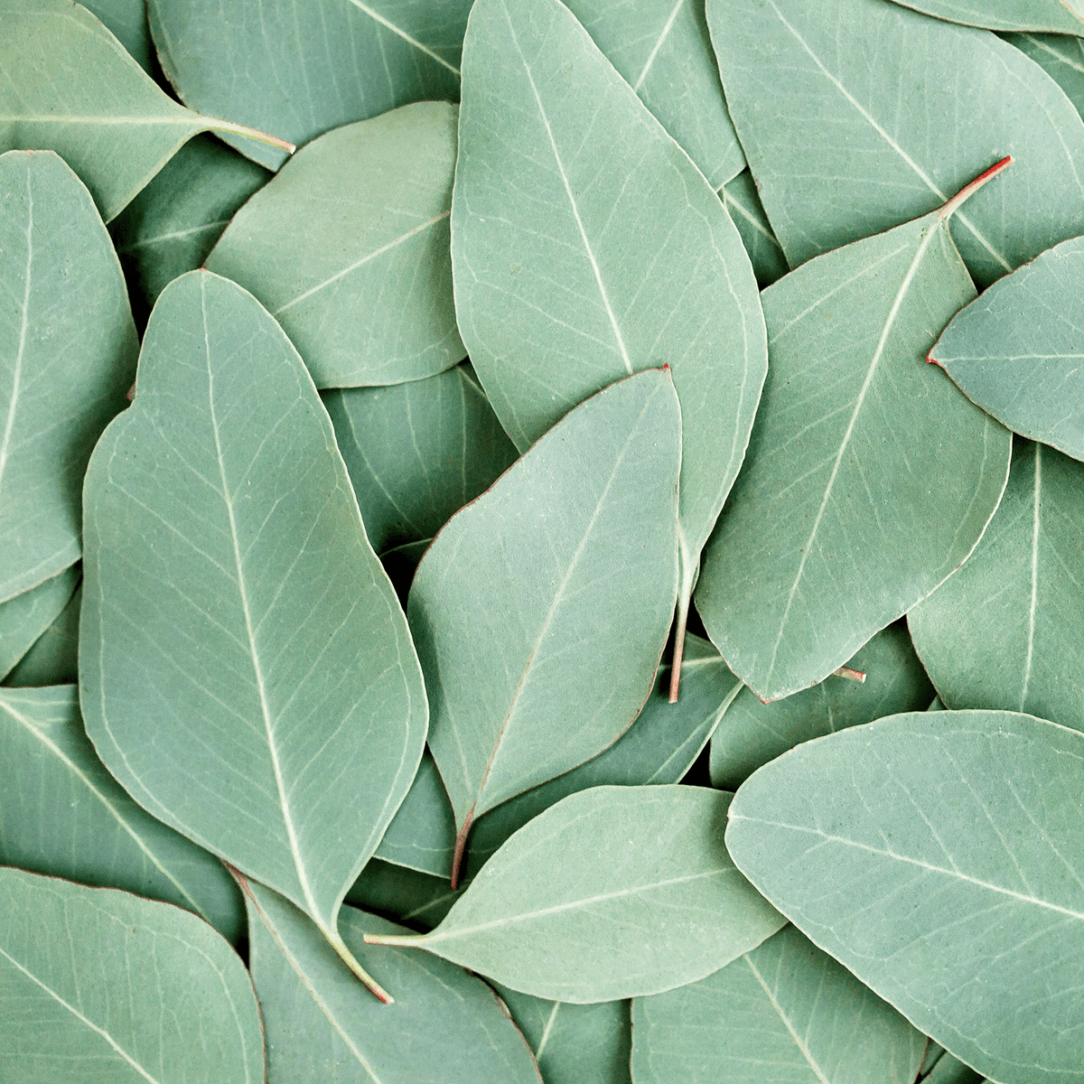 A close-up view of overlapping pale green eucalyptus leaves on the packaging for a Morning Snowfall: Eucalyptus & Winter Woods Scented Holiday Wax Melt (2.5 oz) by Tuscany Candle® SEASONAL.