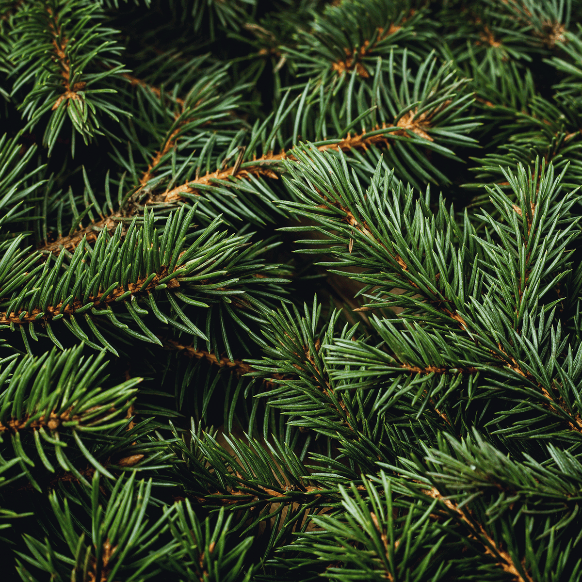 Close-up of evergreen pine branches for the Woodland Path®: Evergreen & Birch Scented Holiday Wax Melt (2.5 oz).