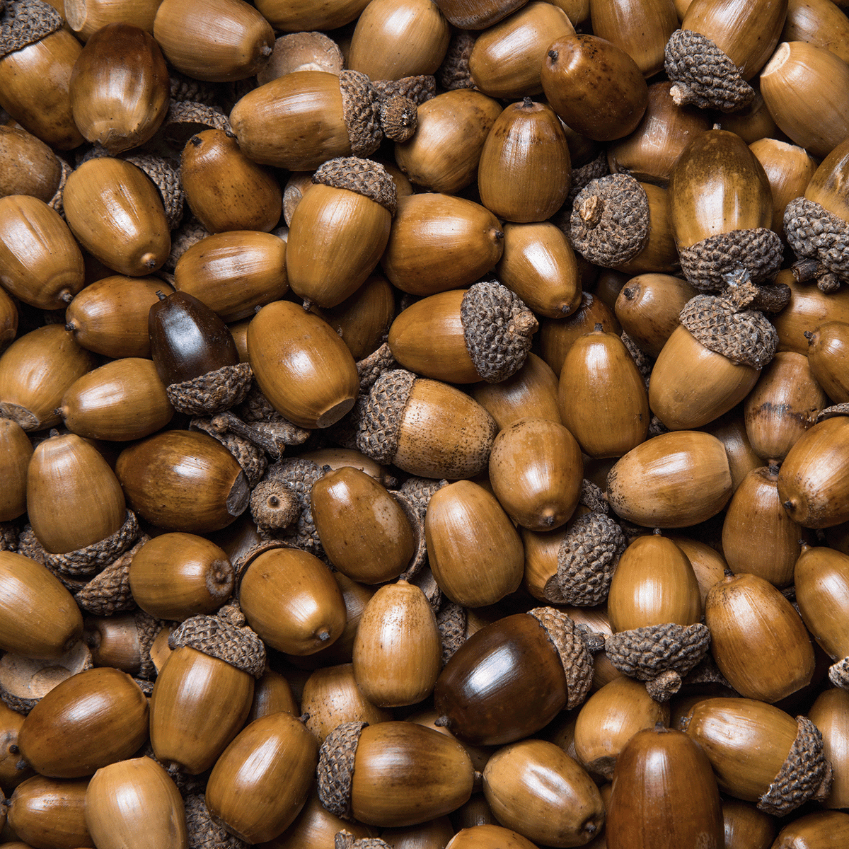 A large pile of brown acorns next to a Nutcracker Nights: Acorn & Hazelnut Scented Holiday Wax Melt (2.5 oz).