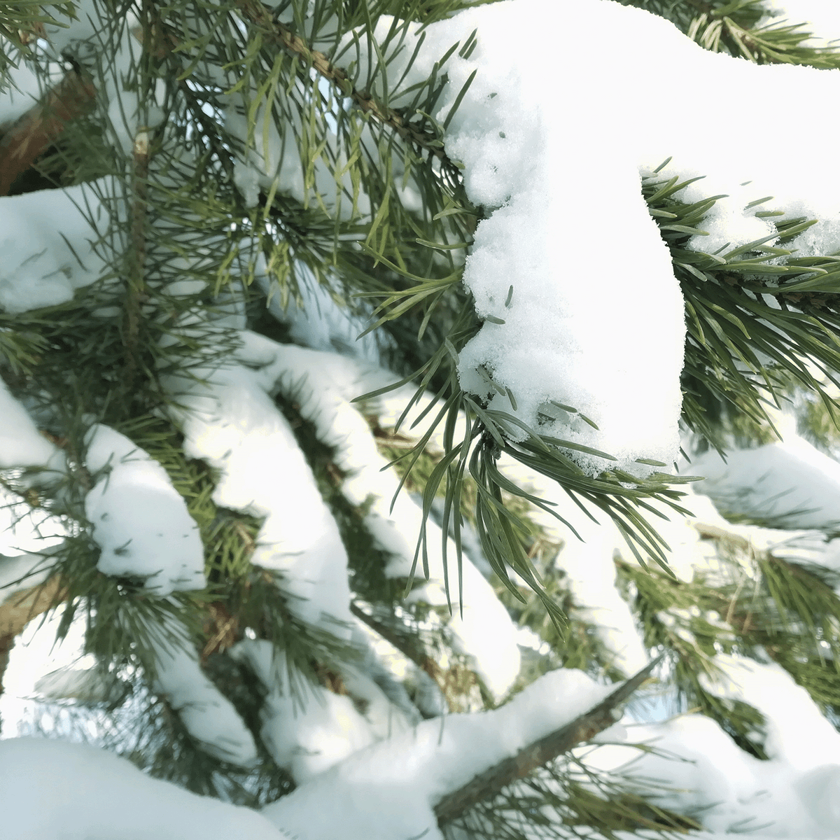 Snowdrift Juniper: Juniper Berry & Fresh Pine Scented Holiday Candle (18 oz) with pine tree branches covered in fresh white snow.