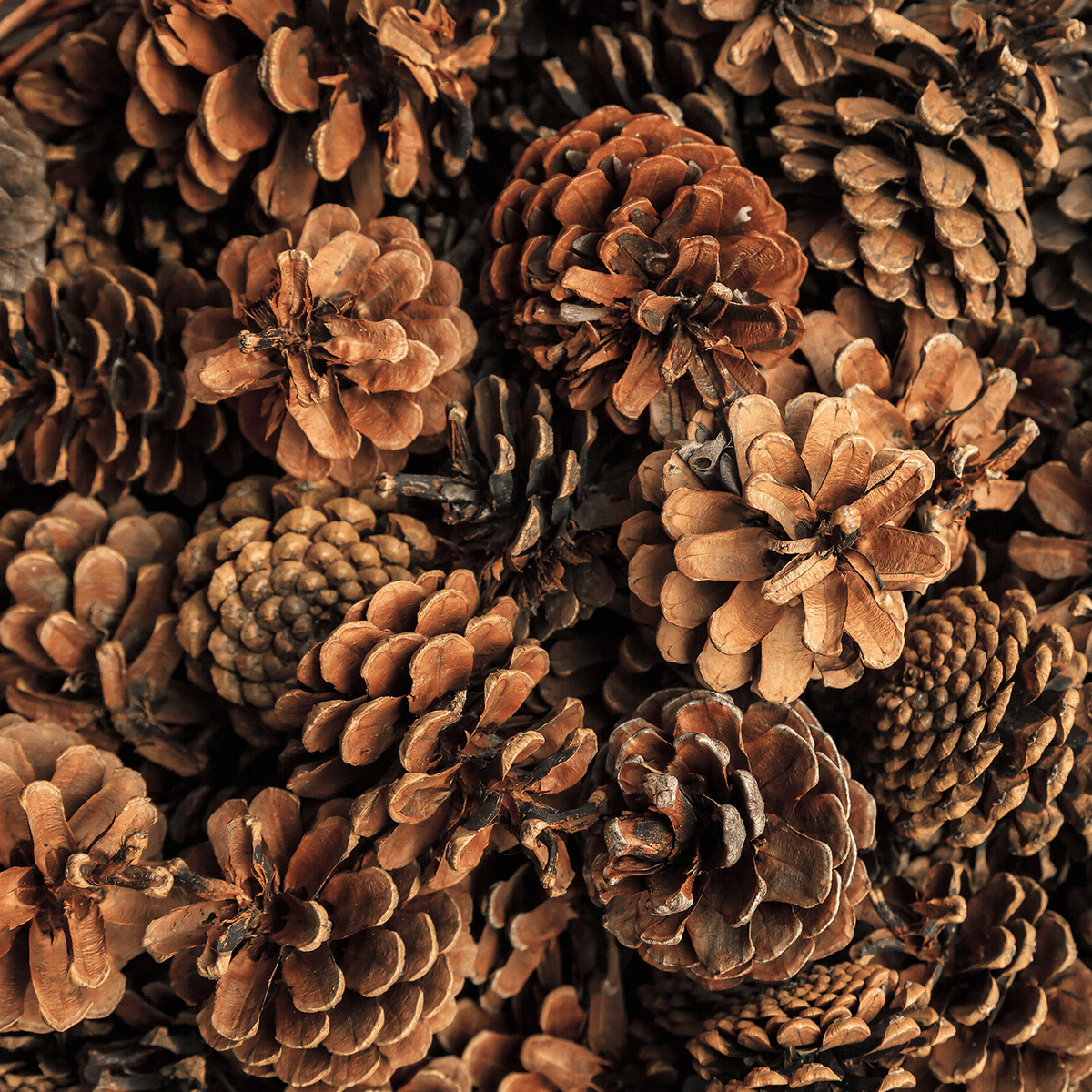 A close-up pile of various brown pinecones from a Cinnamon Pinecones: Cinnamon & Musk Scented Holiday Candle (14 oz) by Tuscany Candle® SEASONAL.