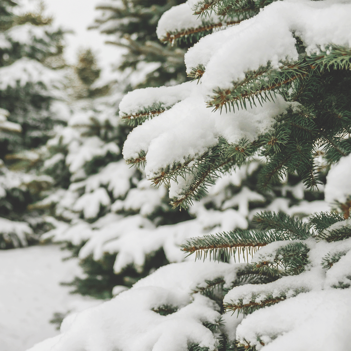 Snow-covered evergreen tree branches pictured with a Silver Bells & Birch: Cashmere & Snow Scented Holiday Candle (14 oz).