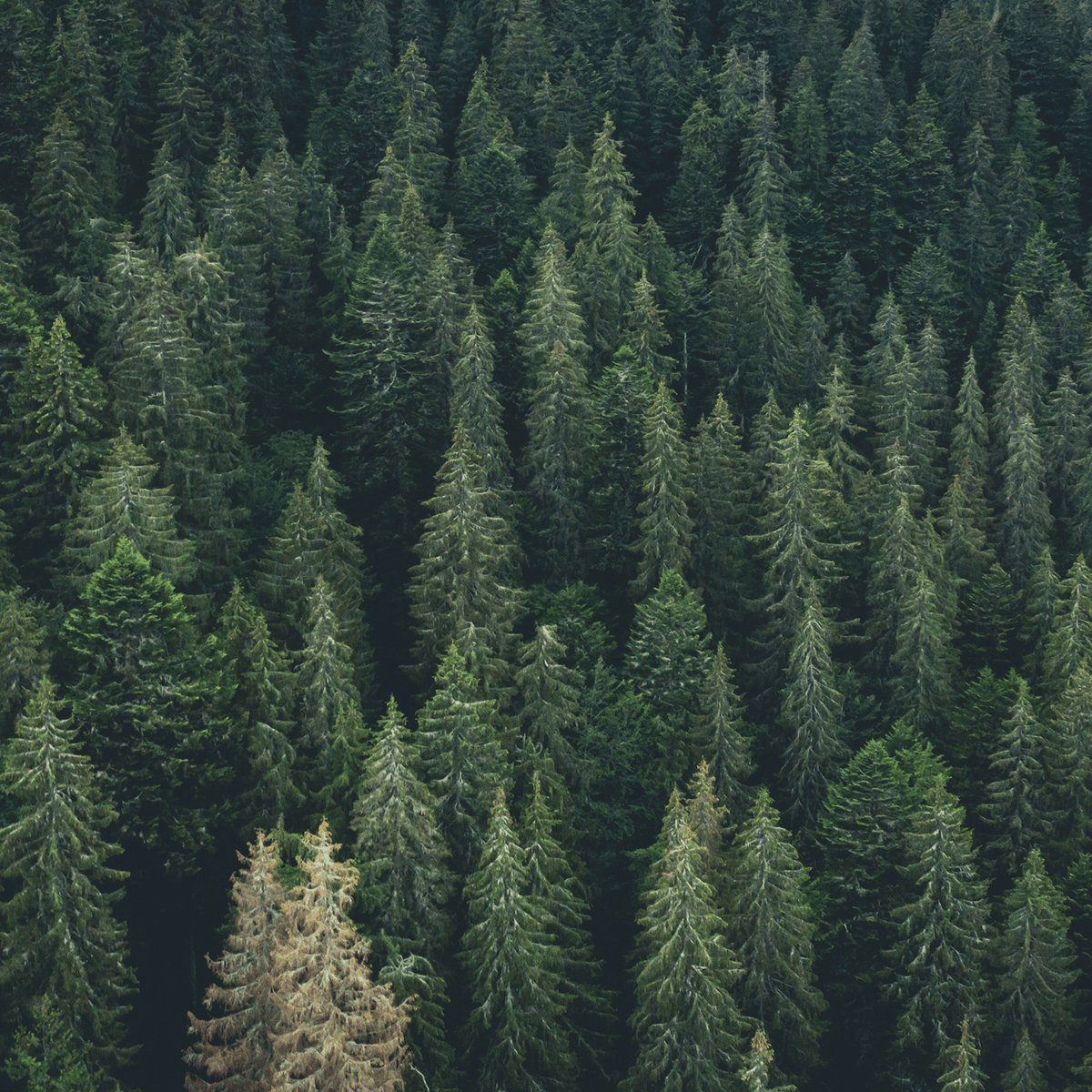 Aerial view of a dense coniferous forest with varying shades of green pine trees, evoking the scent of a Tree Farm: Warm Birchwood & Pine Scented Holiday Candle (12.5 oz) by Tuscany Candle® SEASONAL.