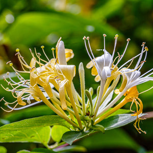 A photo of wild honeysuckle, a key olfactory note in our "Wild Honeysuckle" scented candle
