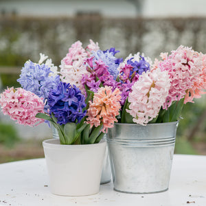 A photo of  cut hyacinth flowers in a variety of colors. Hyacinth is one of the fragrance notes in the "Wild Honeysuckle" scented candle from Tuscany Candles