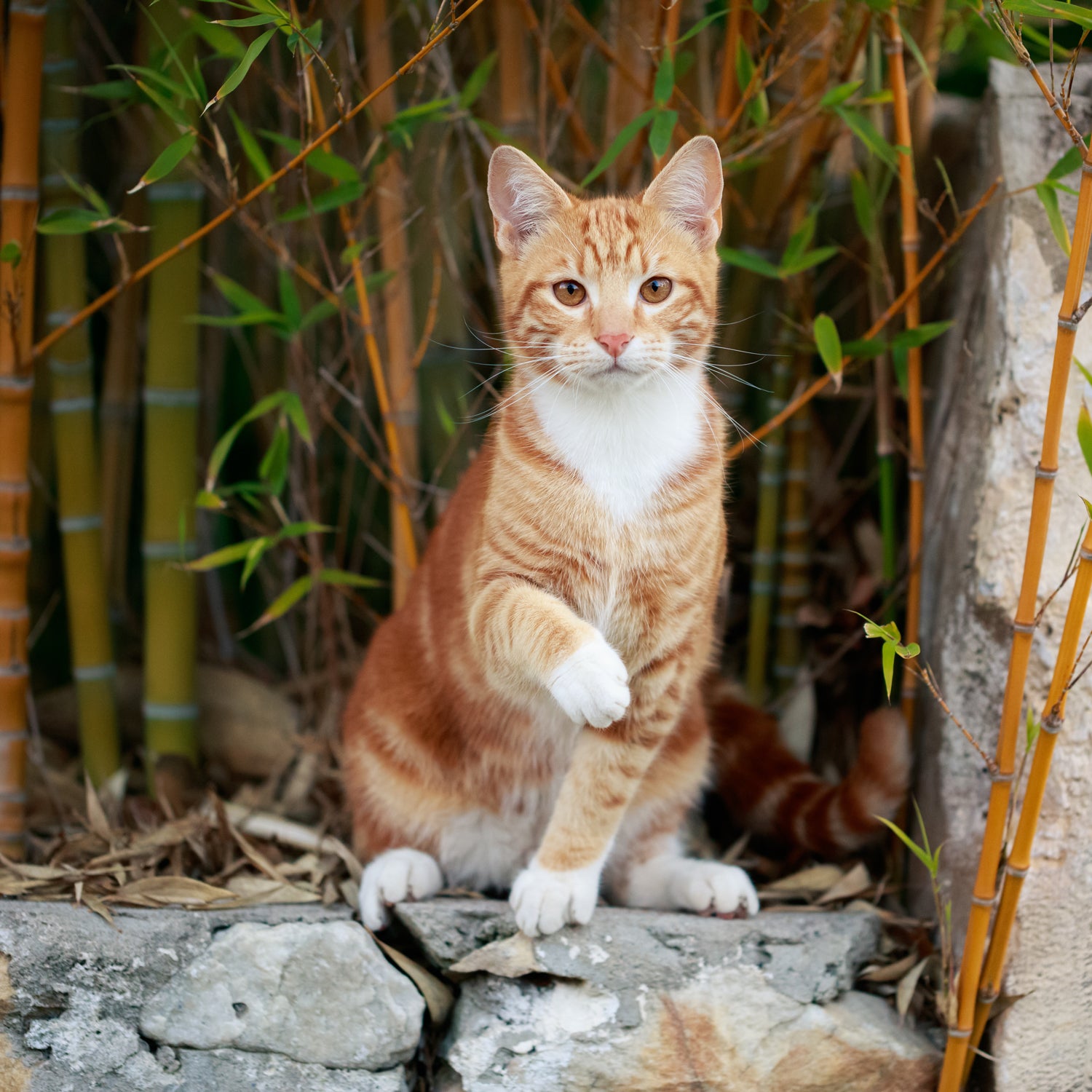 A cat sitting on a rock, enjoying the fragrance of the Tuscany Candle Secret Playplace Scented Jar Candle (14 oz) – Pet Odor Control Collection.