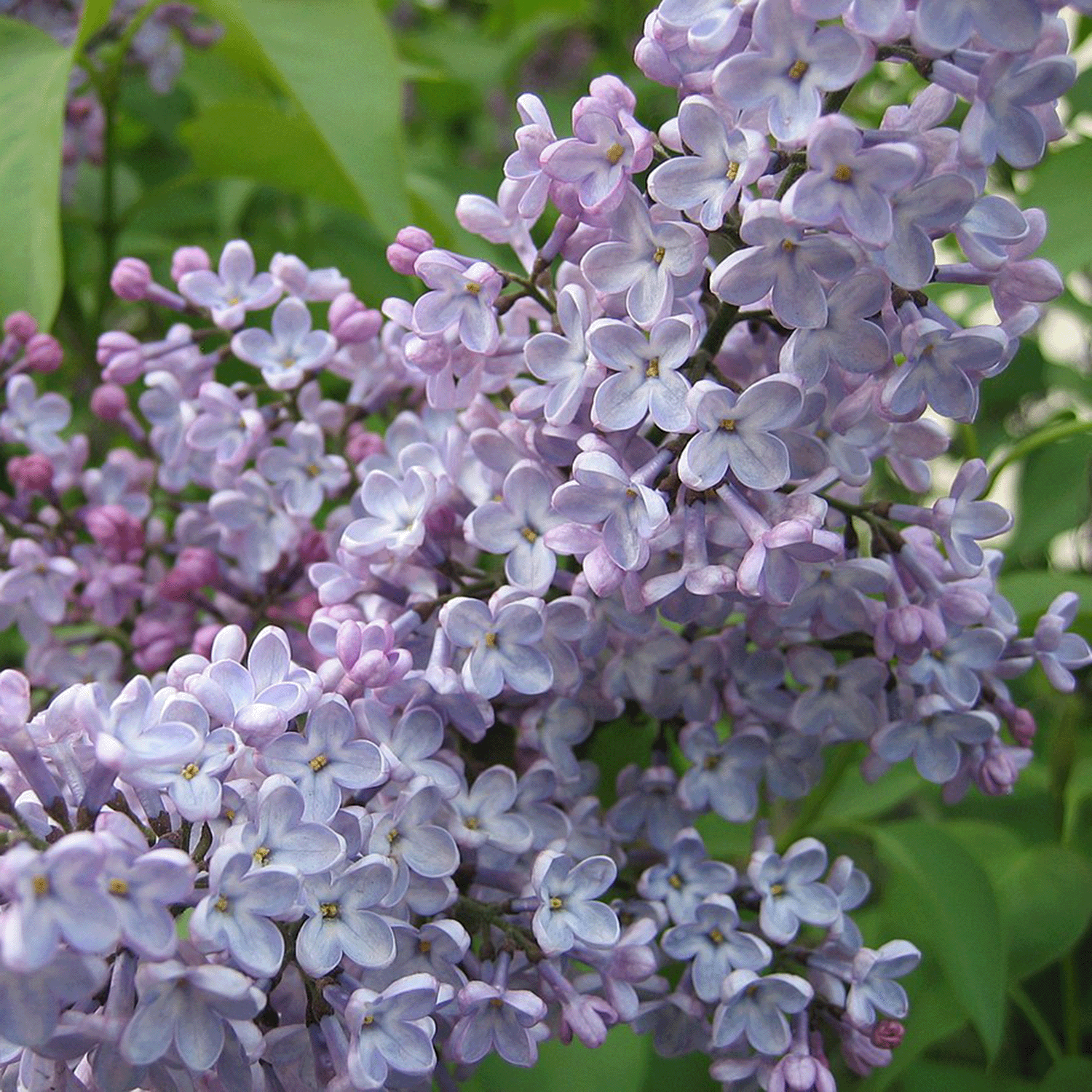 Clusters of light purple lilac flowers with green leaves evoke the fresh fragrance of the Tuscany Candle® EVD Lilac Blossom Long-Lasting Scented Jar Candle (18 oz).