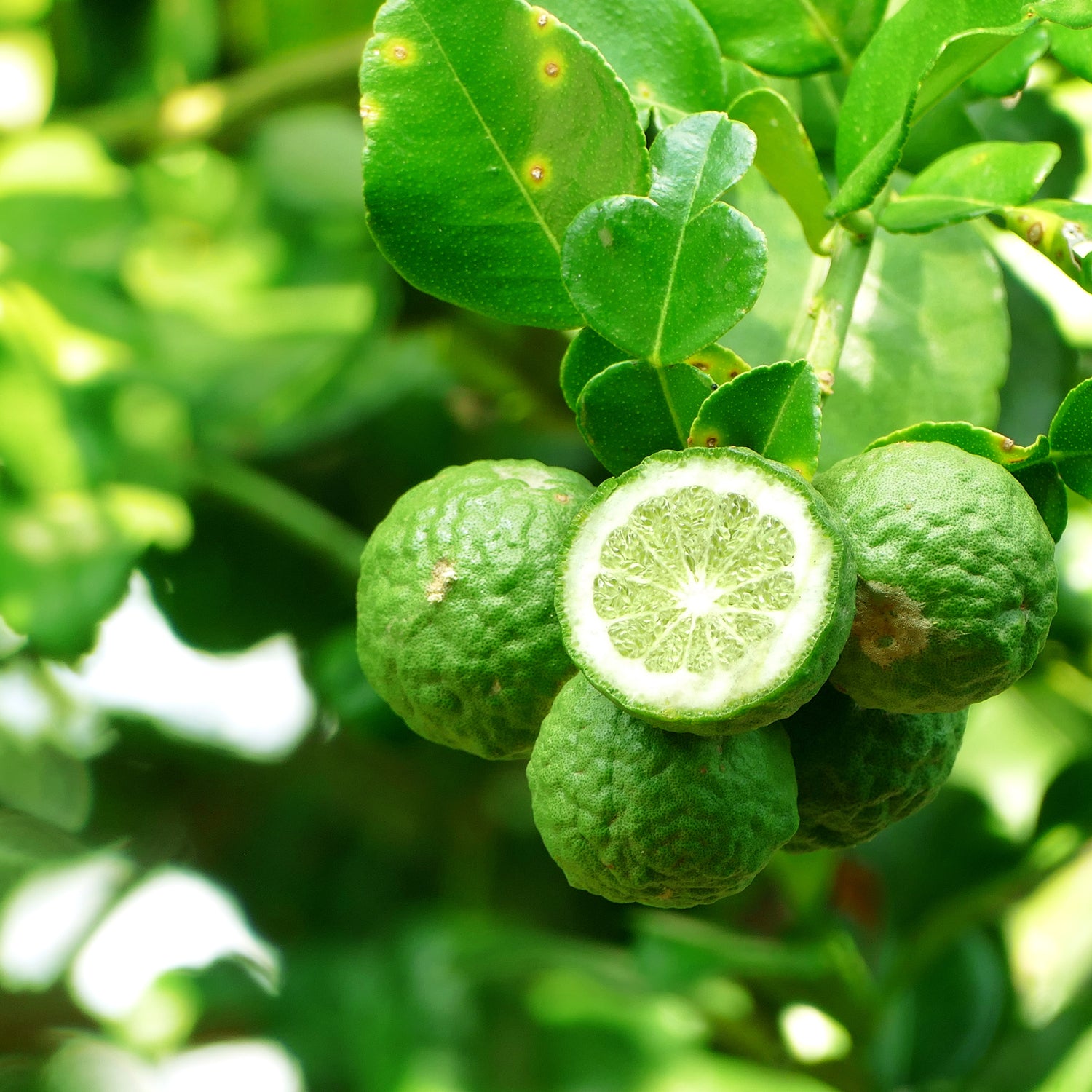 Fresh bergamot - one of the key fragrance components in this fresh scented candle