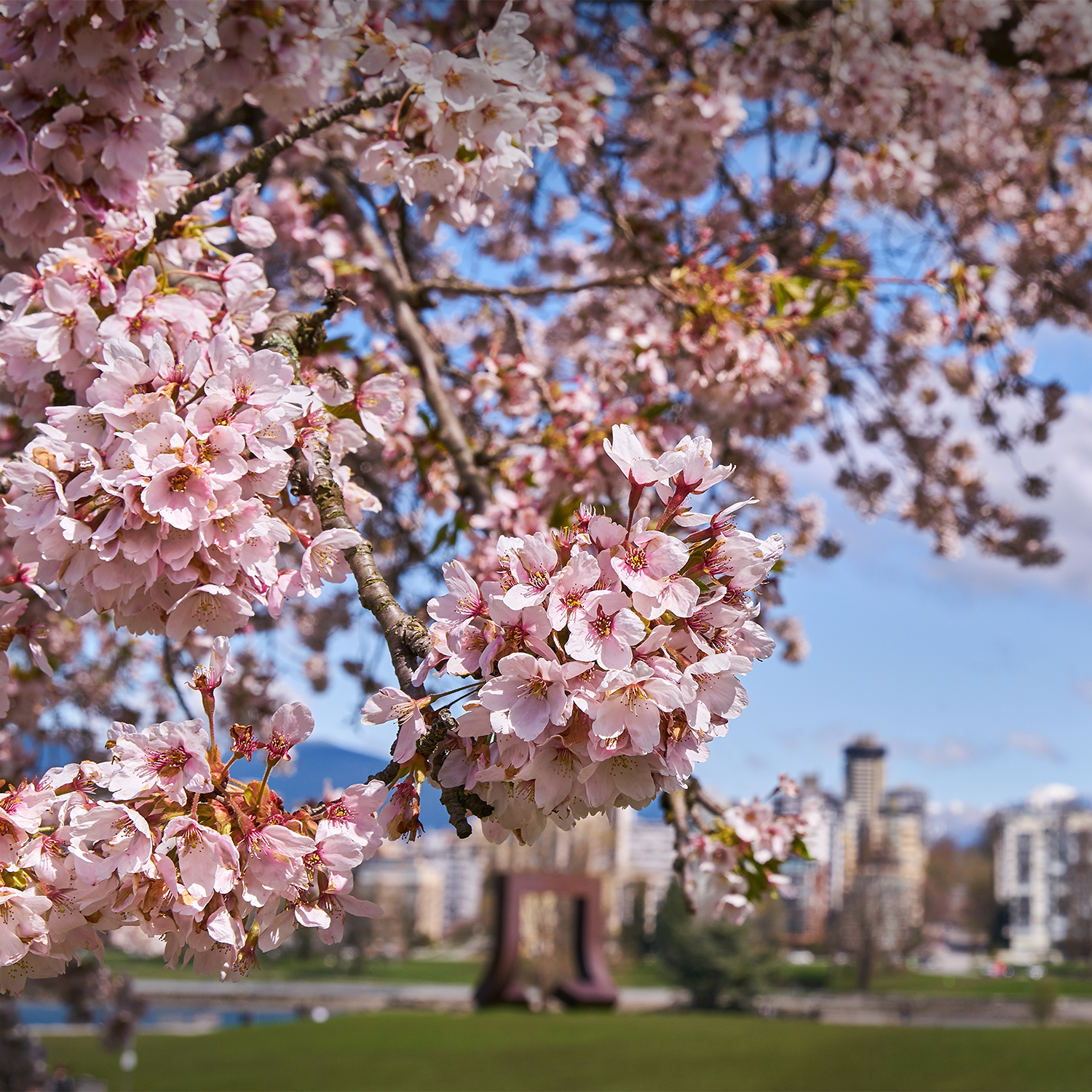 A close up photo of springtime cherry blossoms., which are one of the primary frangrances in the "Cherry Blossom" scented candle from Tuscany candle.