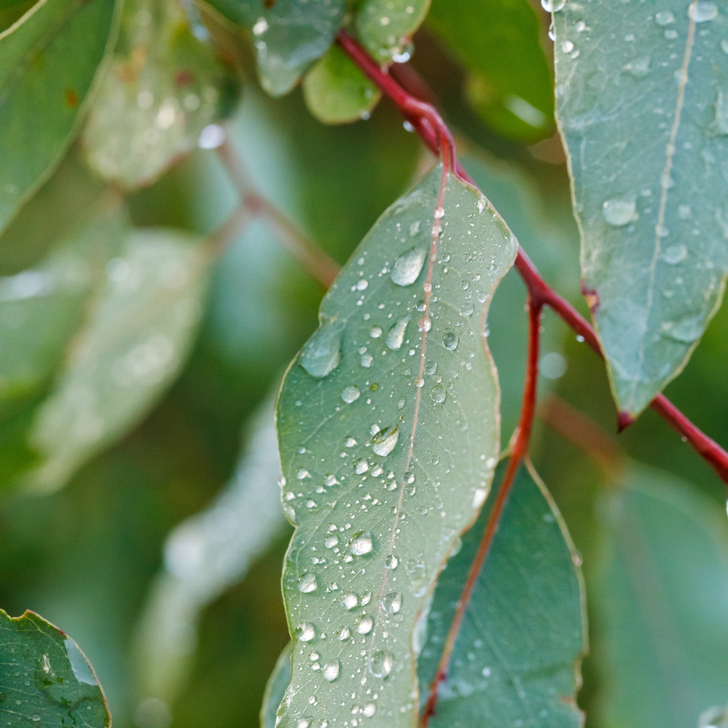 A closeup photo of a eucalyptus leave covered in raindrops. - this sensation is captured in the "Eucalyptus Rain" scented candle from Tuscany candle.