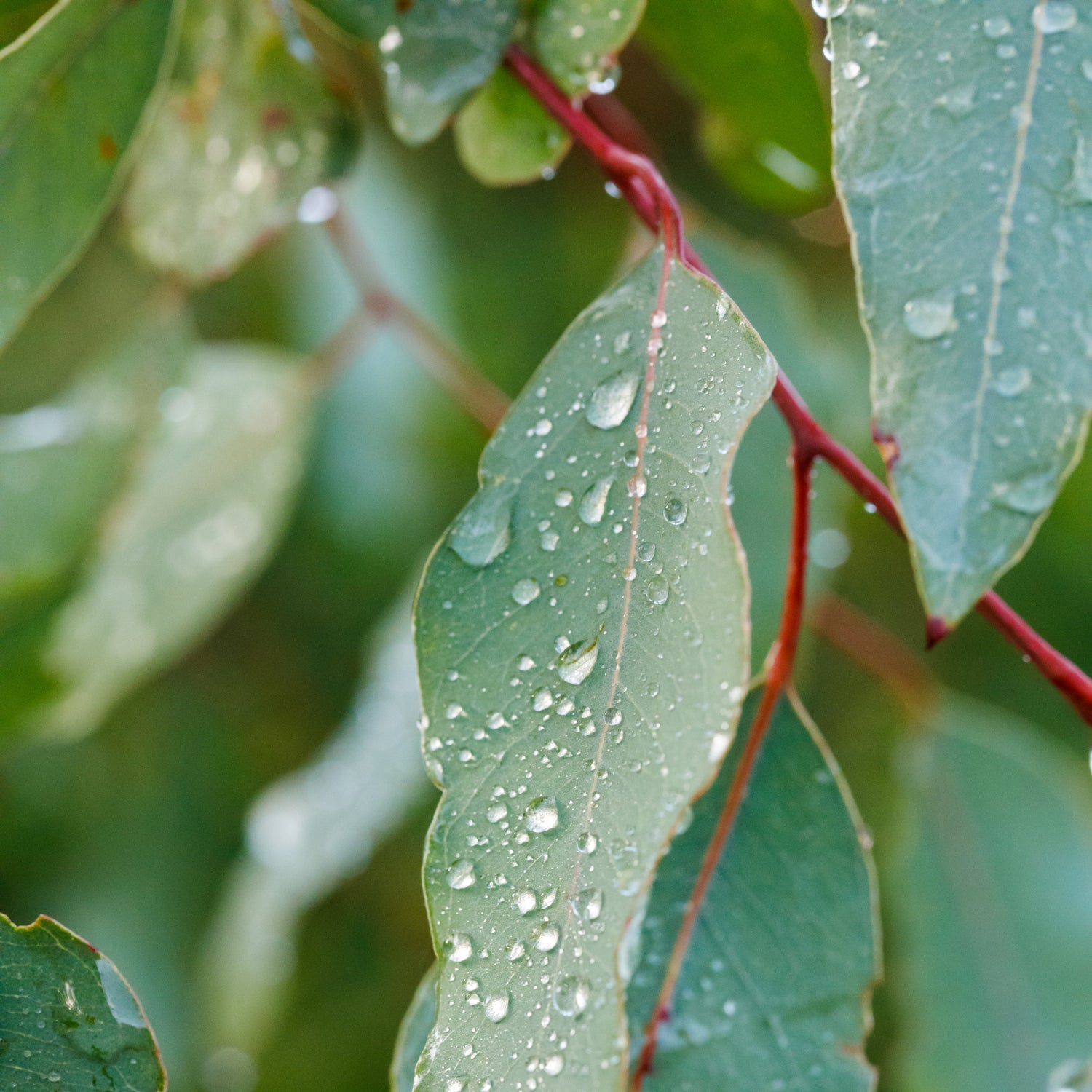 Eucalyptus leaqves - one of the key components in this fresh scented candle