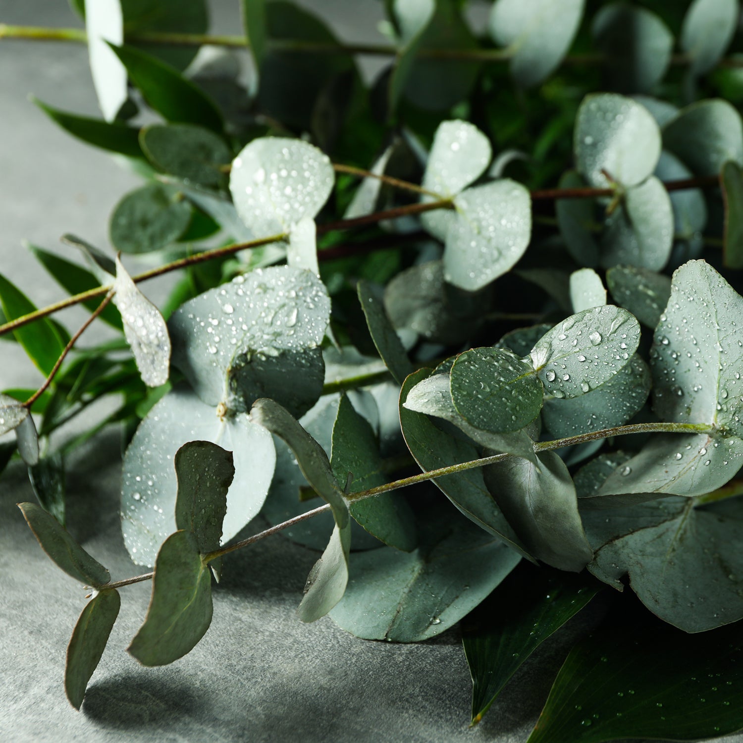 A photo of moist Eucalyptus leaves - one of the primary fragrance notes in Tuscany Candle's "Glacial Renewal" scented candle
