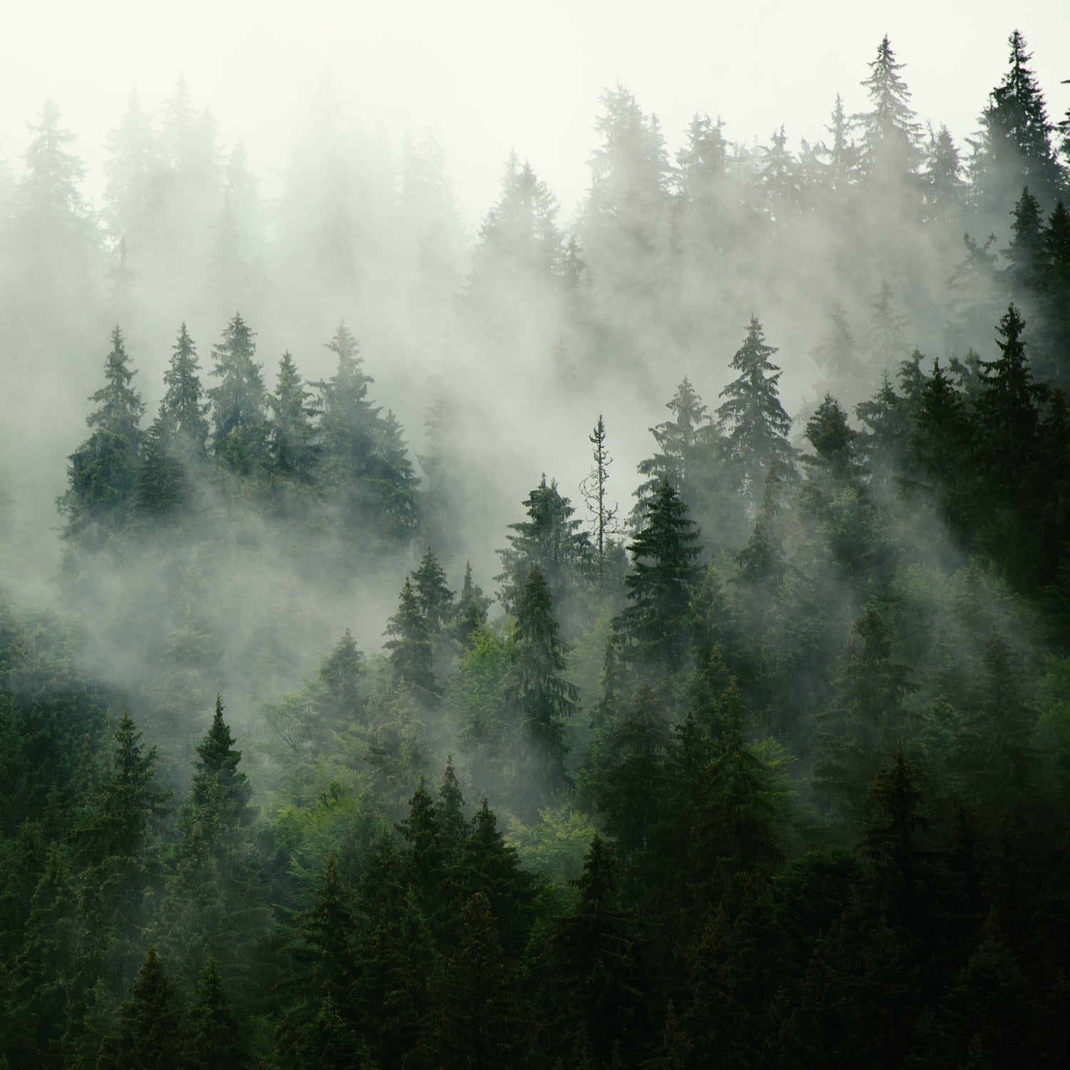 Foggy pine forests - an inpiration for this fresh scented candle