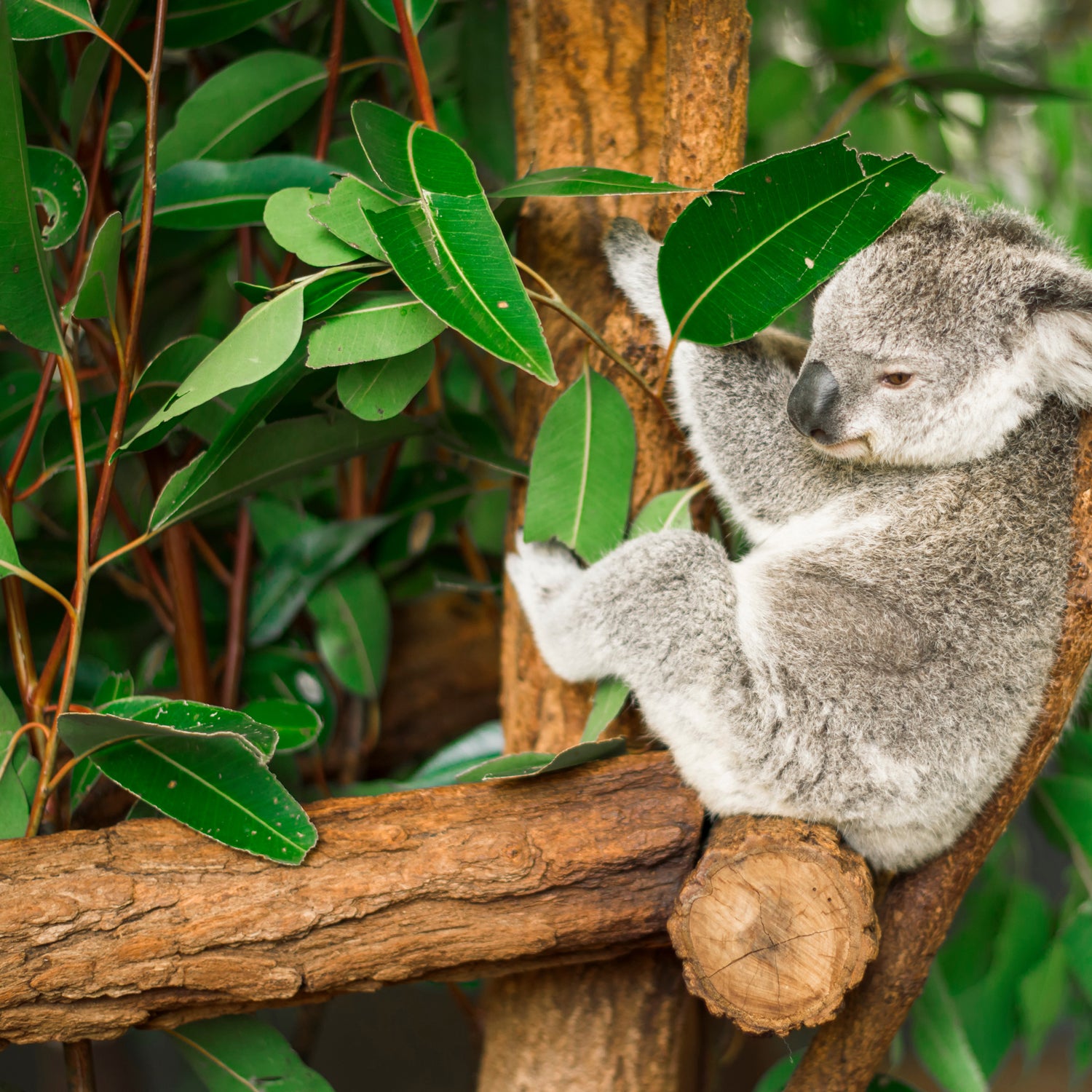 A serene koala is peacefully perched in a tree, surrounded by the soothing aroma of Tuscany Candle® EVD's Eucalyptus Rain Long-Lasting Scented Jar Candle (14 oz).