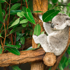 A photo of a koala bear in an Eucalyptus tree. Why is there a photo of a koala on a candle site? As everyone knows, Koalas love the "Eucalyptus Rain" scented Candle from Tuscany candle.
