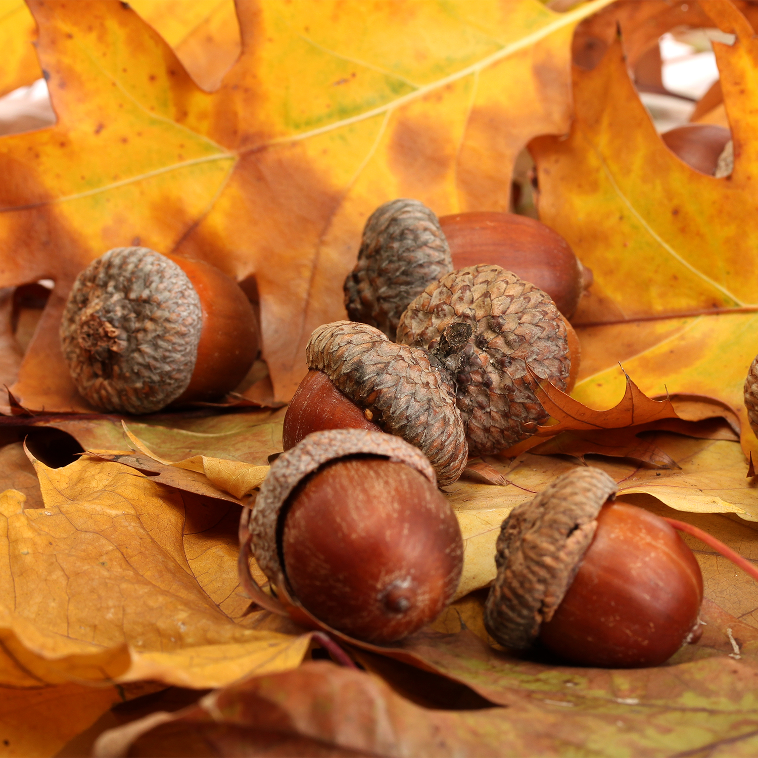 A fragrant pile of Copper Leaves scented wax melts (2.5 oz) from Tuscany Candle nestled amidst a collection of leaves.