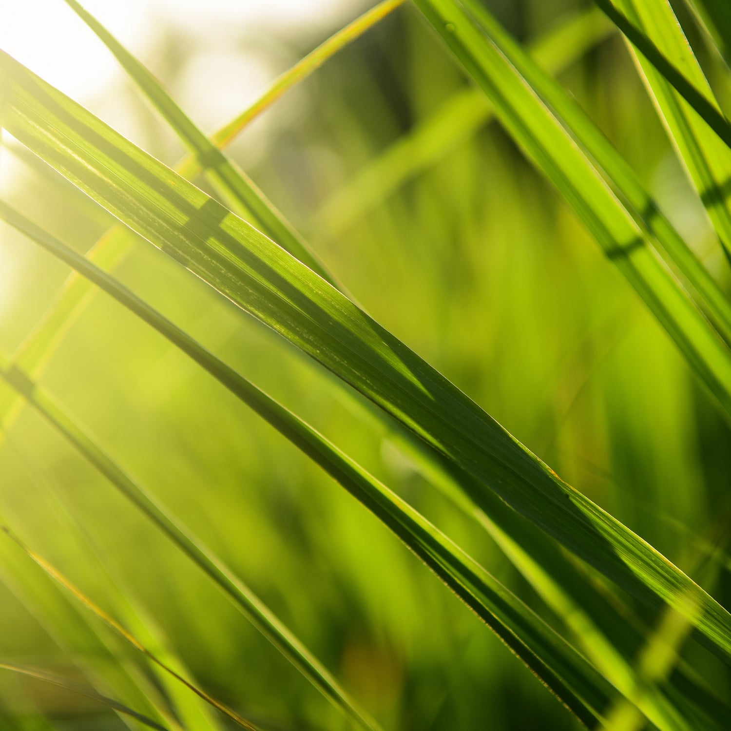 A close up of green grass with the sun shining on it, creating a serene and refreshing atmosphere reminiscent of Tuscany Candle's Springwater Reflection Scented Jar Candle (15 oz) – Elemental Aromatics Collection.