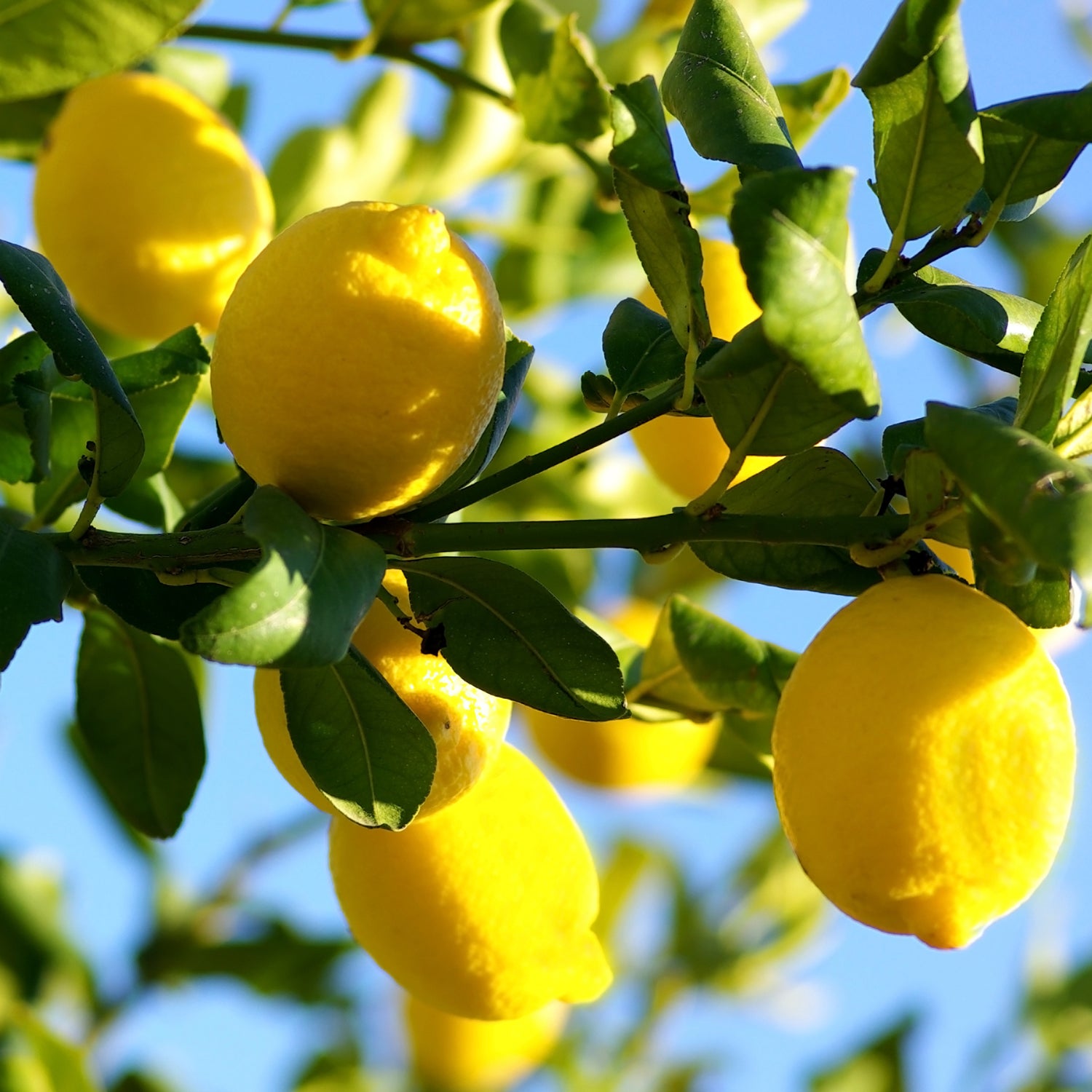 Lemons hanging from tree on a sunny day. Lemons like these are a key fragrance note in our "Sweet Tea" scented candle