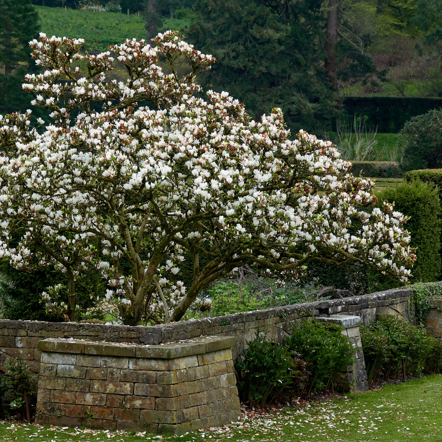 Lush magnolia plants in full bloom, showcasing the natural beauty that inspires our 'Magnolia' scented candle