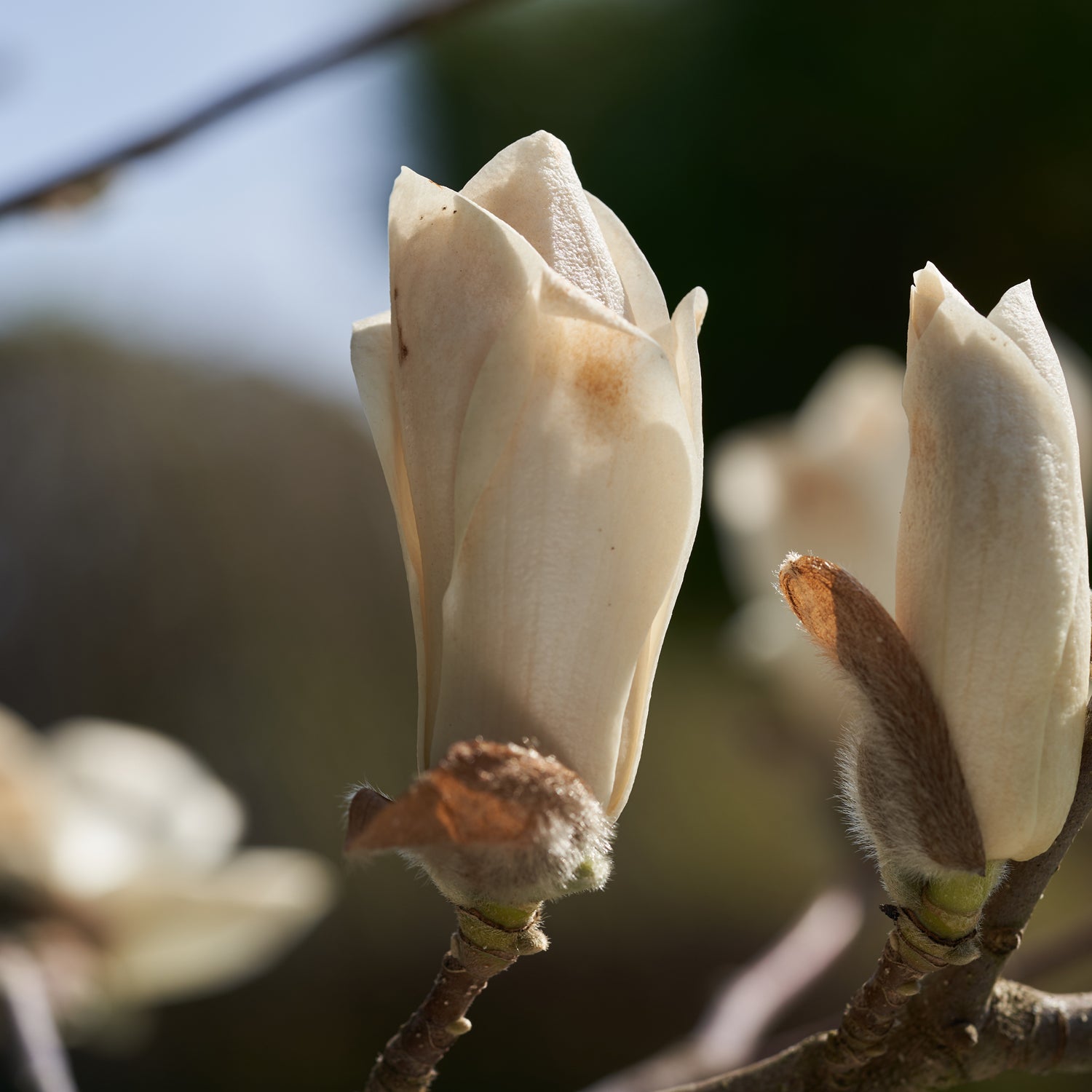 Lush magnolia plants in full bloom, showcasing the natural beauty that inspires our 'Magnolia' scented candle
