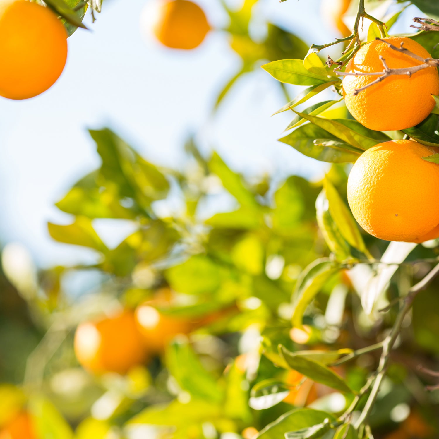 Fragrant Mandarin Tradewinds Scented Jar Candles (14 oz) from the Tuscany Candle Home Décor Collection are growing on a tree.